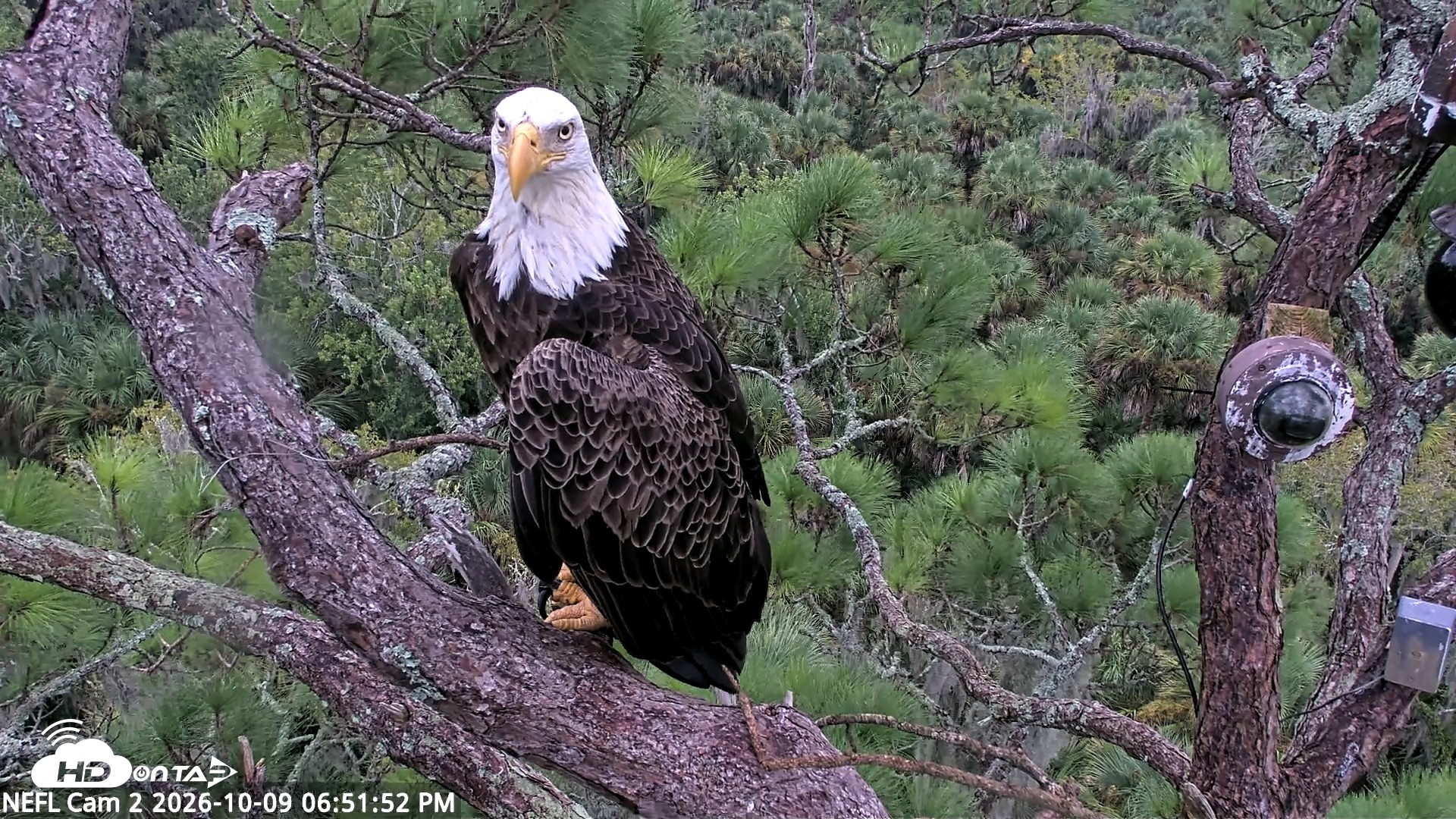 Snapshot of NE Florida Eagles Live Webcam taken Oct 9, 2026, 6:52pm EDT