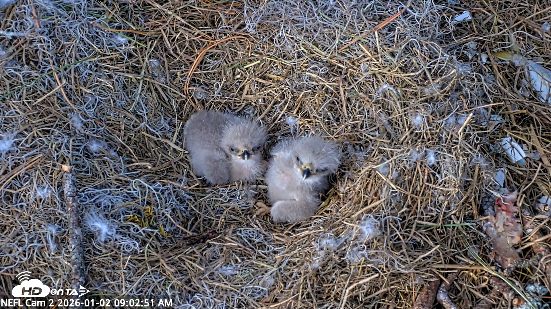 Snapshot of NE Florida Eagles Live Webcam taken Jan 2, 2026, 9:03am EST