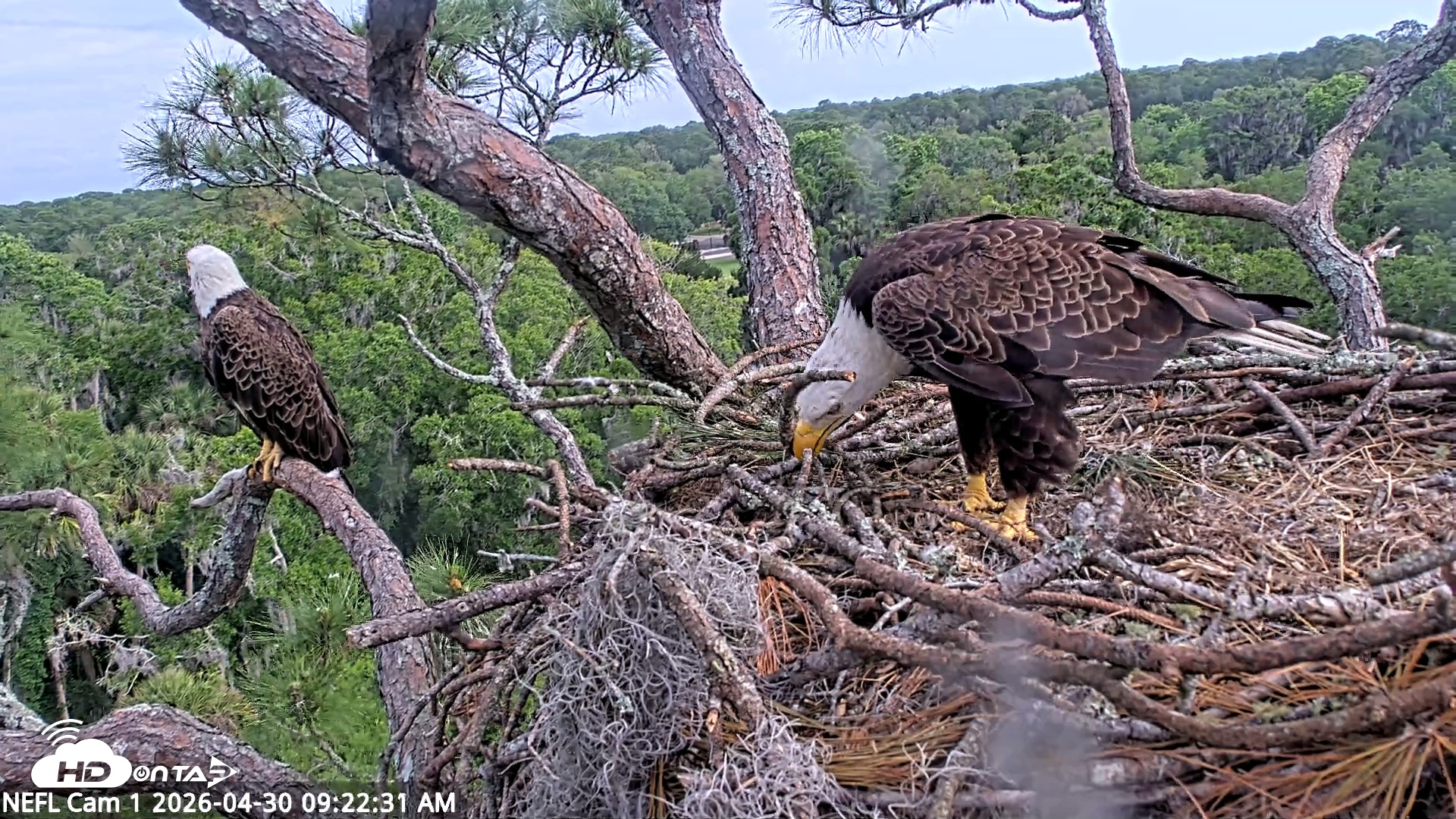 Snapshot of NE Florida Eagles Live Webcam taken Apr 30, 2026, 9:23am EDT