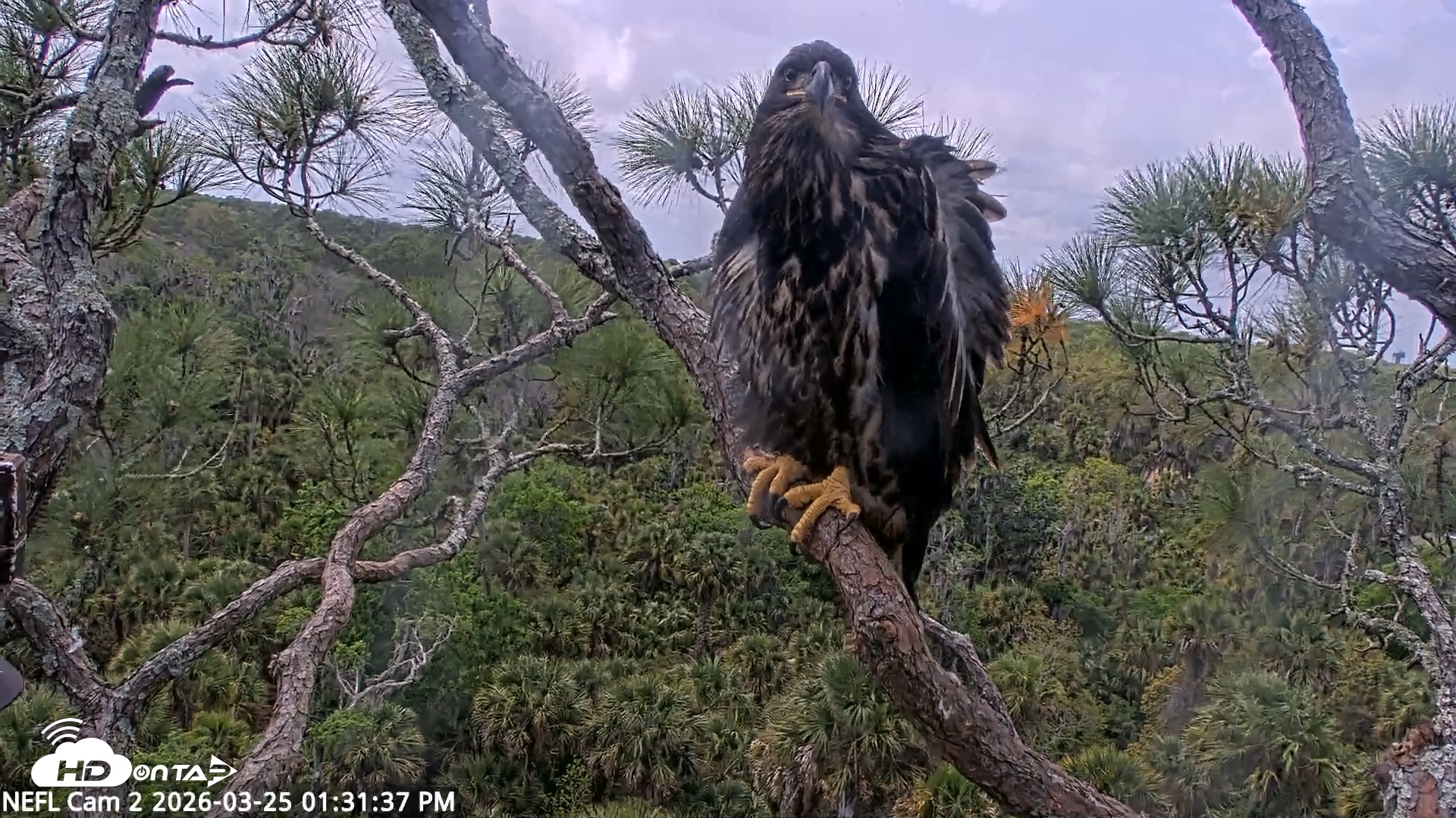 Snapshot of NE Florida Eagles Live Webcam taken Mar 25, 2026, 1:32pm EDT