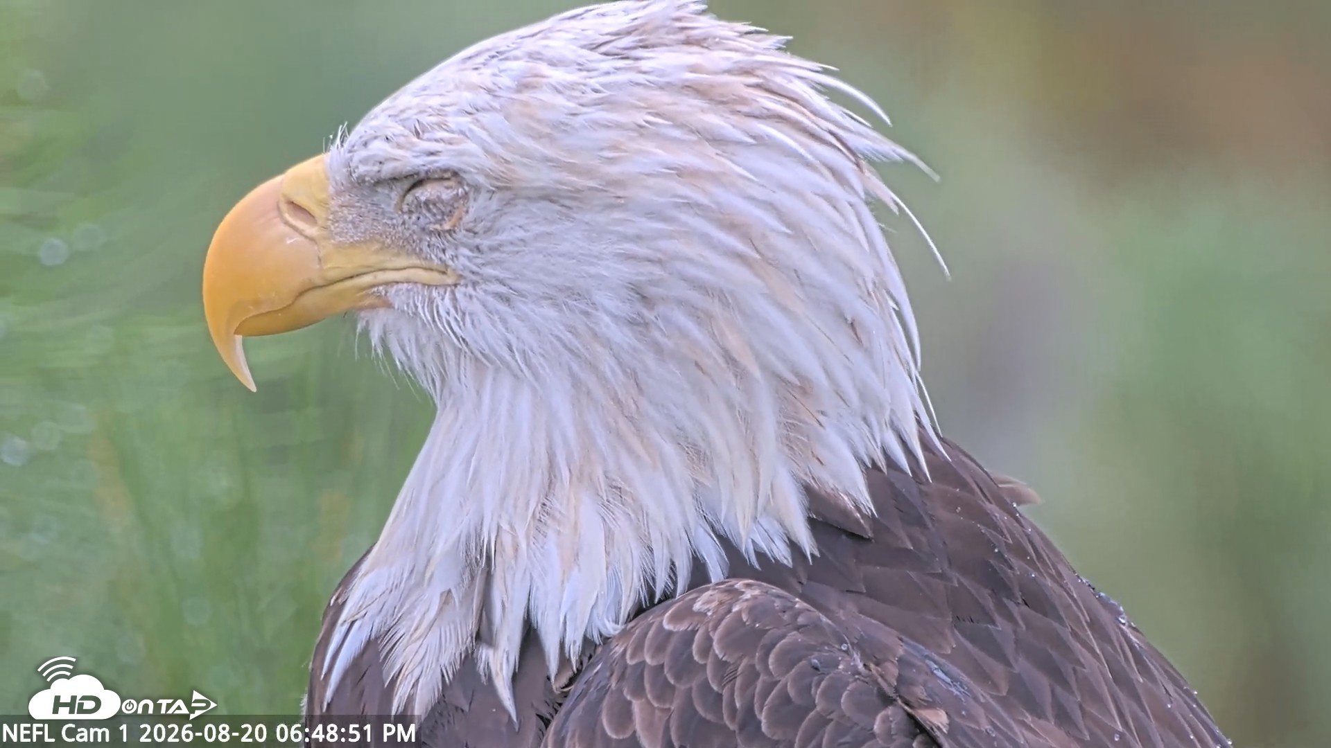 Snapshot of NE Florida Eagles Live Webcam taken Aug 20, 2026, 6:49pm EDT
