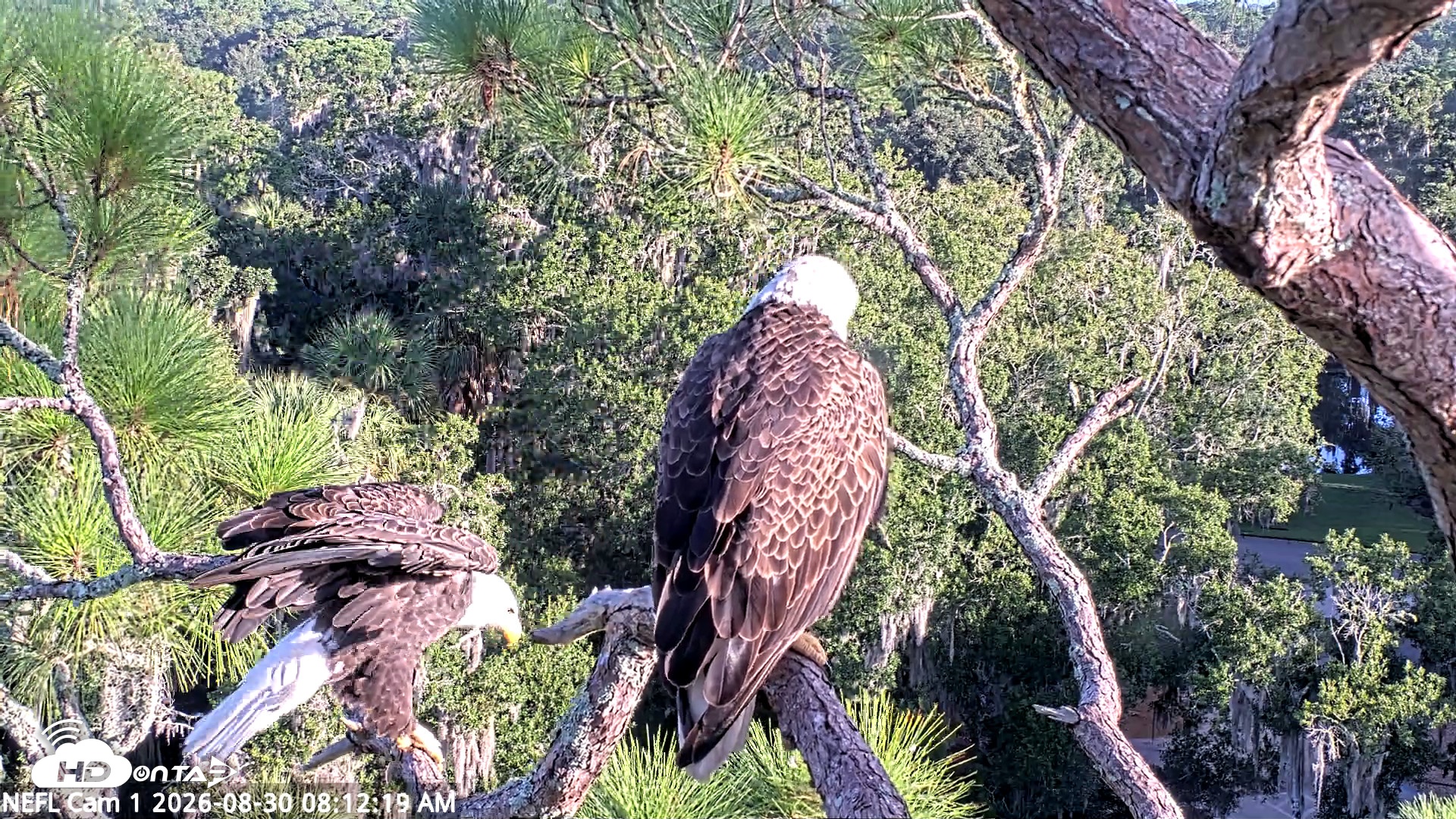 Snapshot of NE Florida Eagles Live Webcam taken Aug 30, 2026, 8:13am EDT