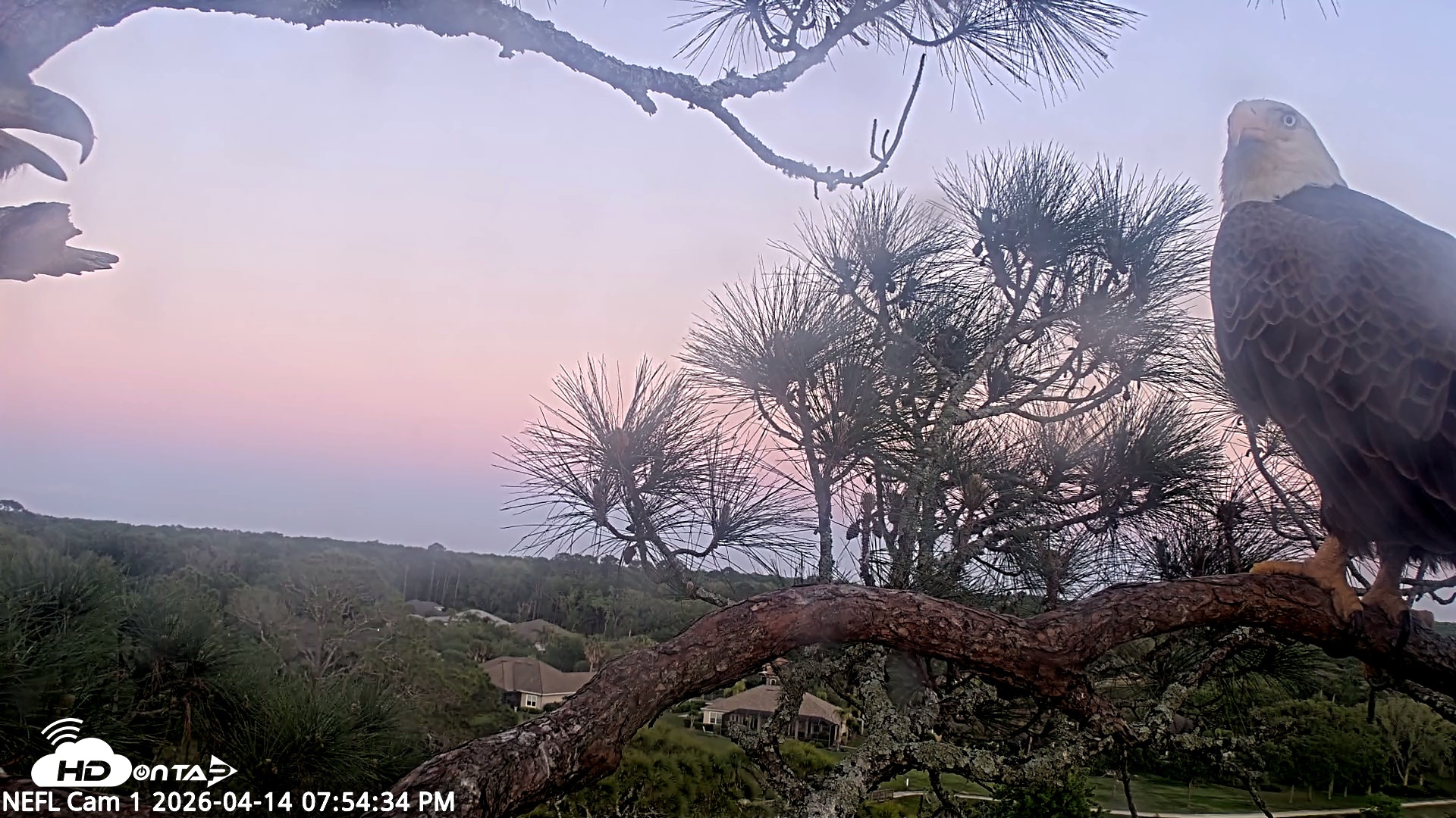 Snapshot of NE Florida Eagles Live Webcam taken Apr 14, 2026, 7:55pm EDT