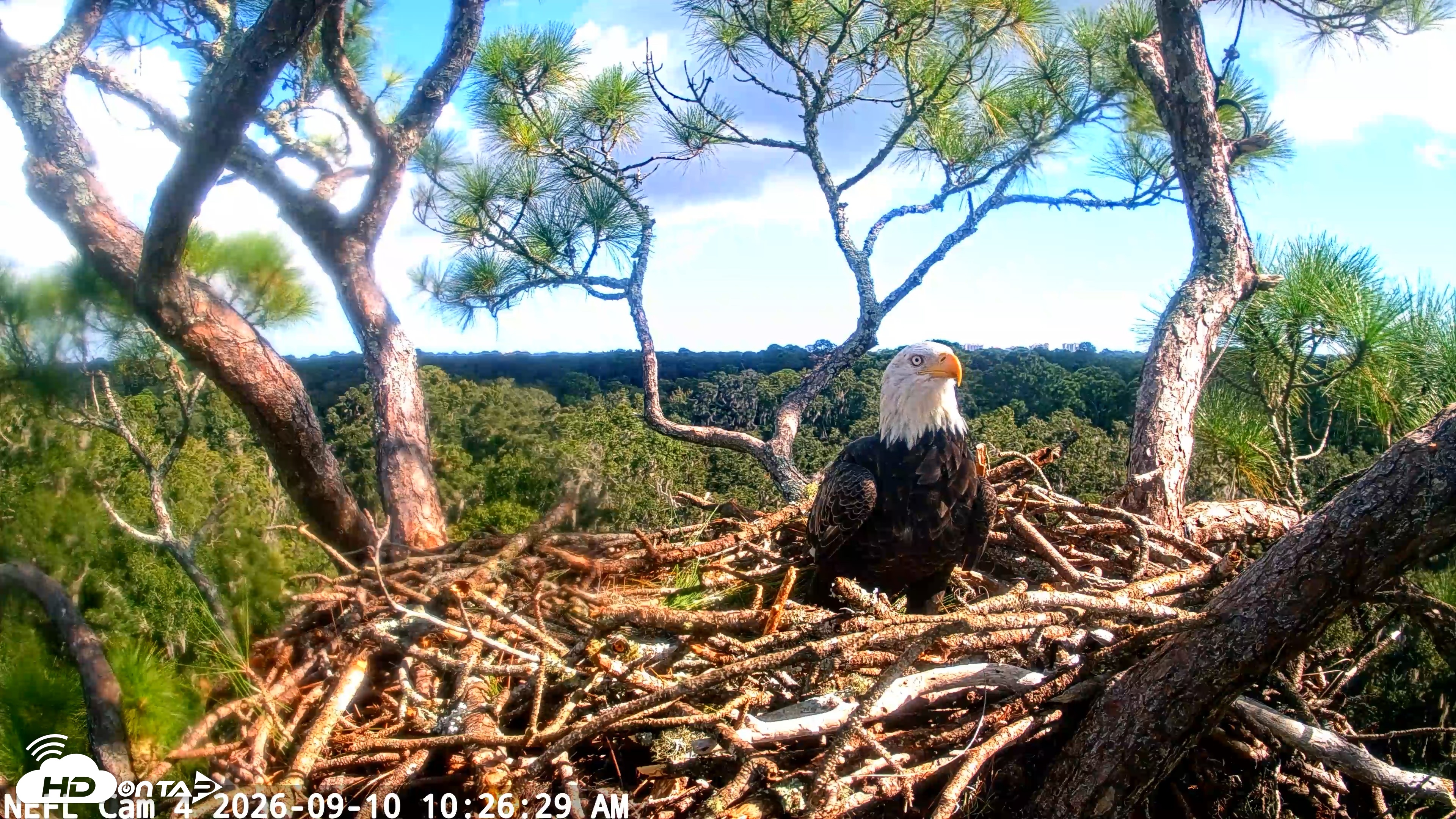 Snapshot of NE Florida Eagles Live Webcam taken Sep 10, 2026, 10:27am EDT