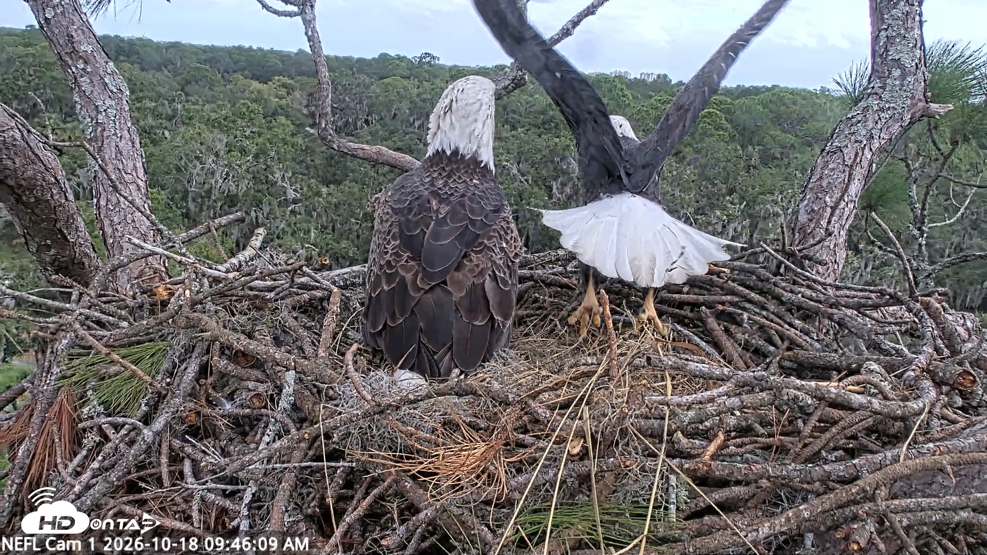 Snapshot of NE Florida Eagles Live Webcam taken Oct 18, 2026, 9:47am EDT