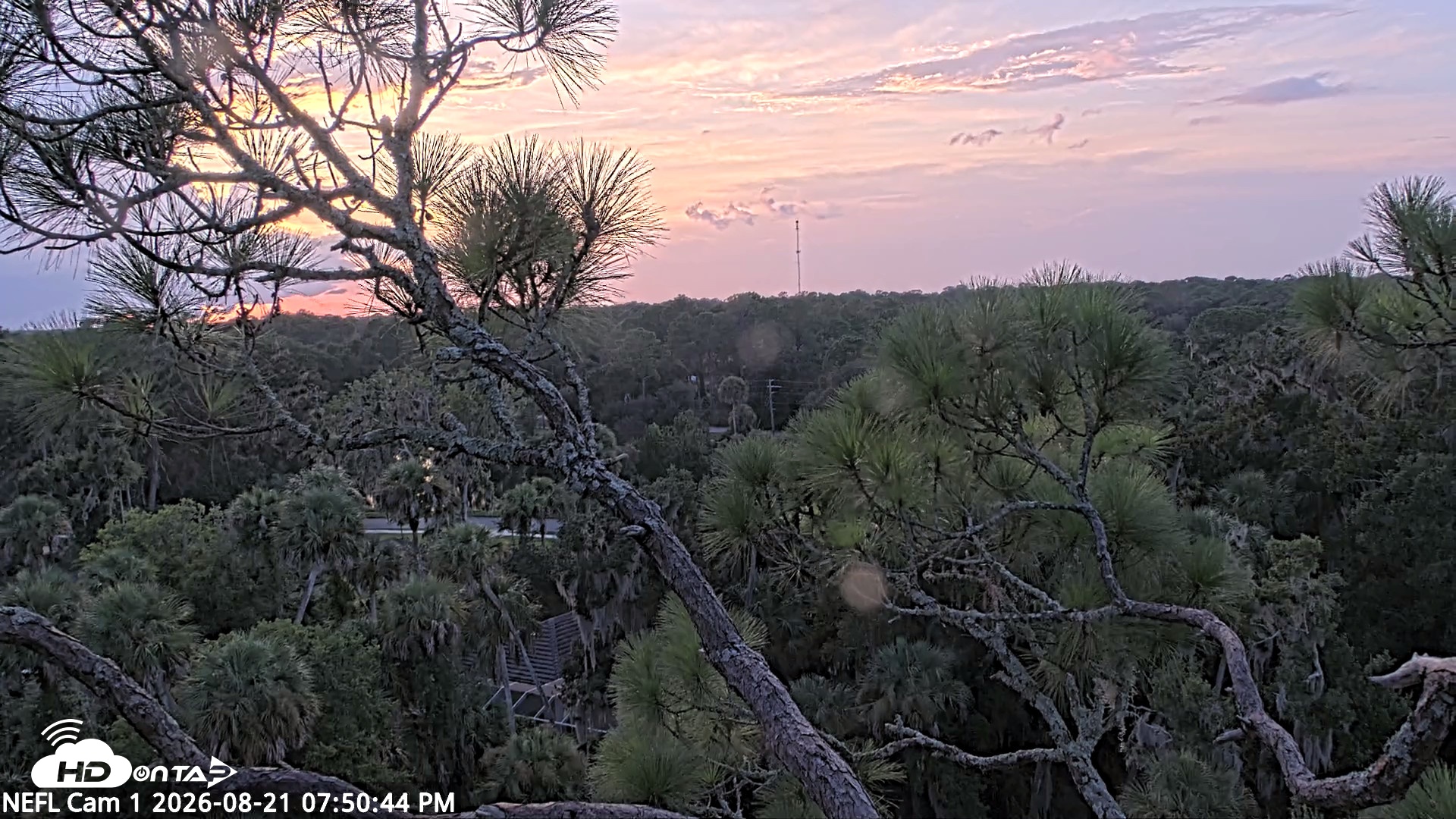Snapshot of NE Florida Eagles Live Webcam taken Aug 21, 2026, 7:51pm EDT