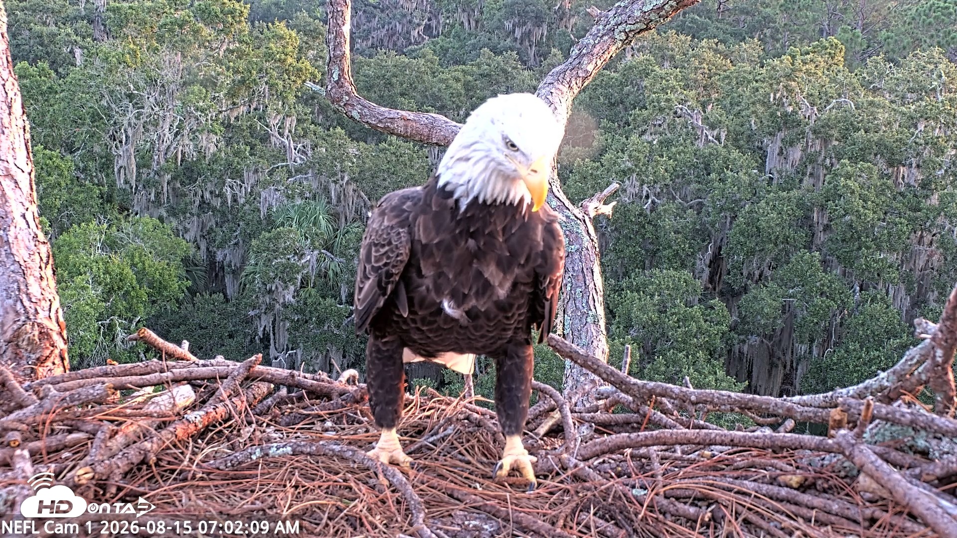 Snapshot of NE Florida Eagles Live Webcam taken Aug 15, 2026, 7:03am EDT