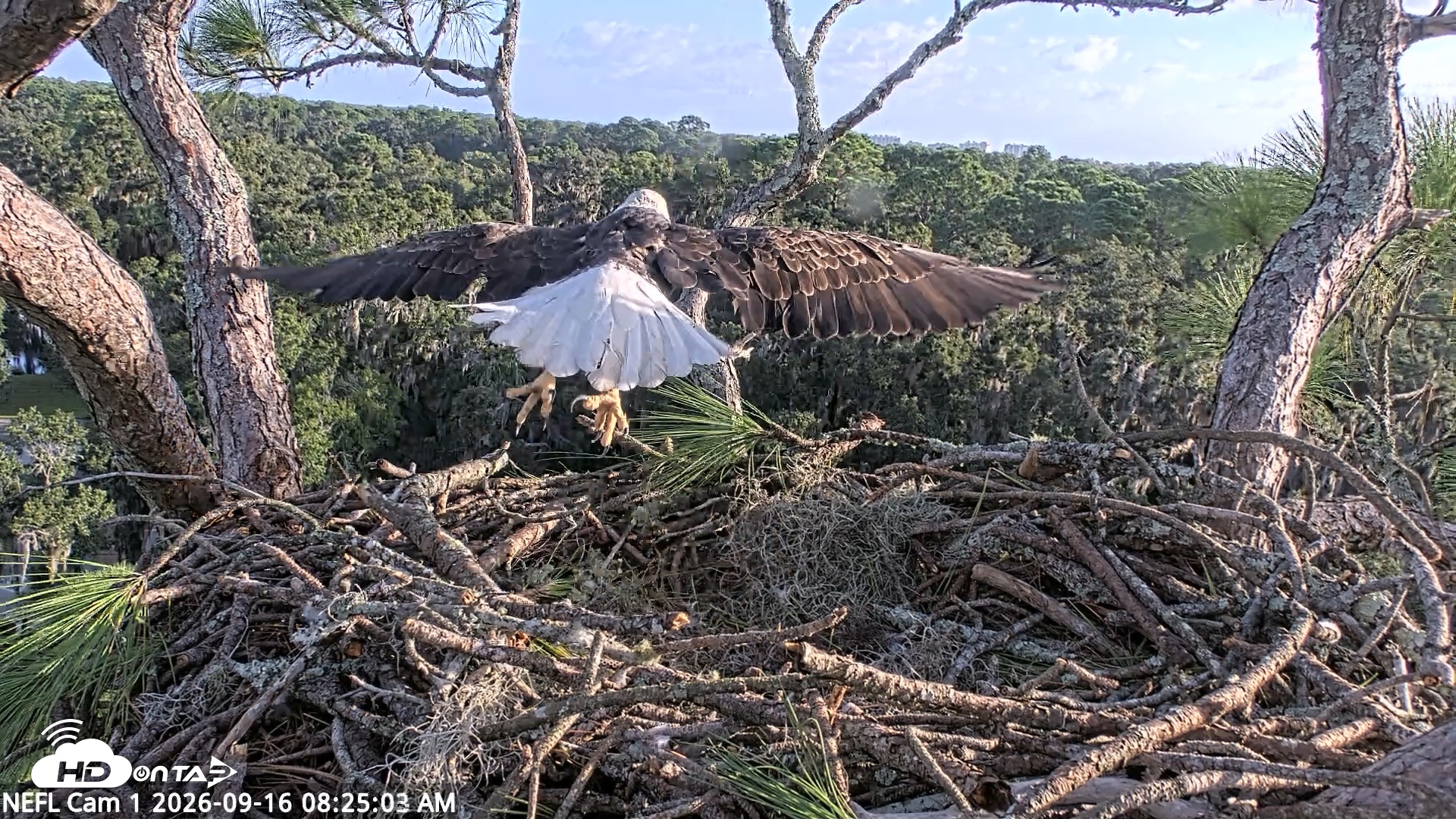 Snapshot of NE Florida Eagles Live Webcam taken Sep 16, 2026, 8:25am EDT