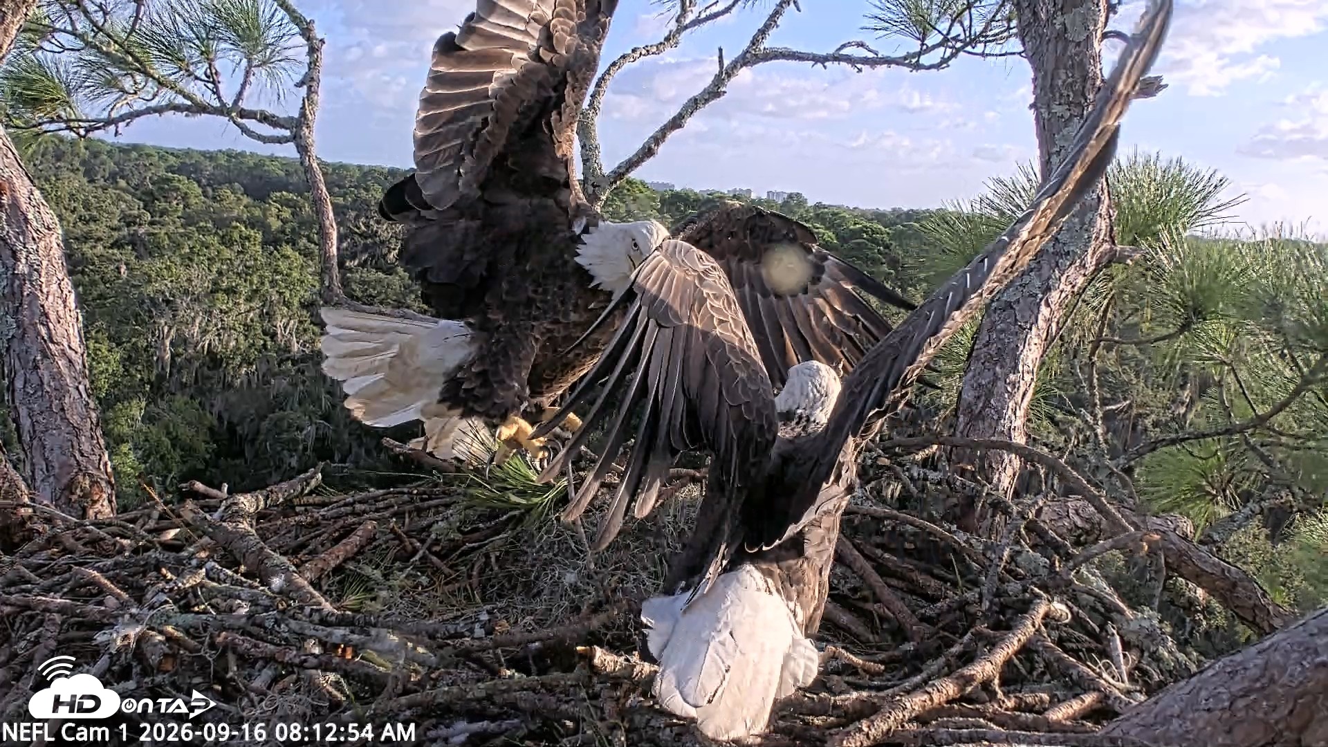 Snapshot of NE Florida Eagles Live Webcam taken Sep 16, 2026, 8:13am EDT