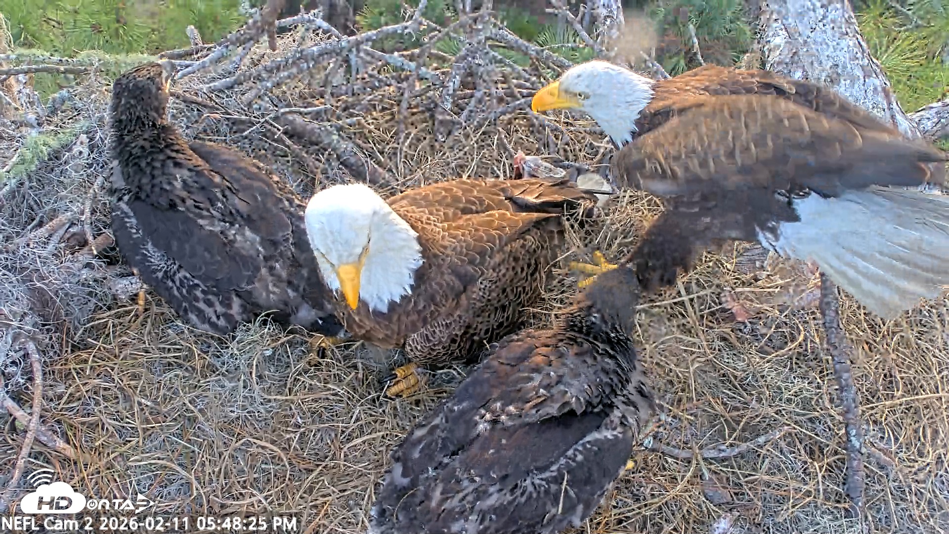 Snapshot of NE Florida Eagles Live Webcam taken Feb 11, 2026, 5:49pm EST