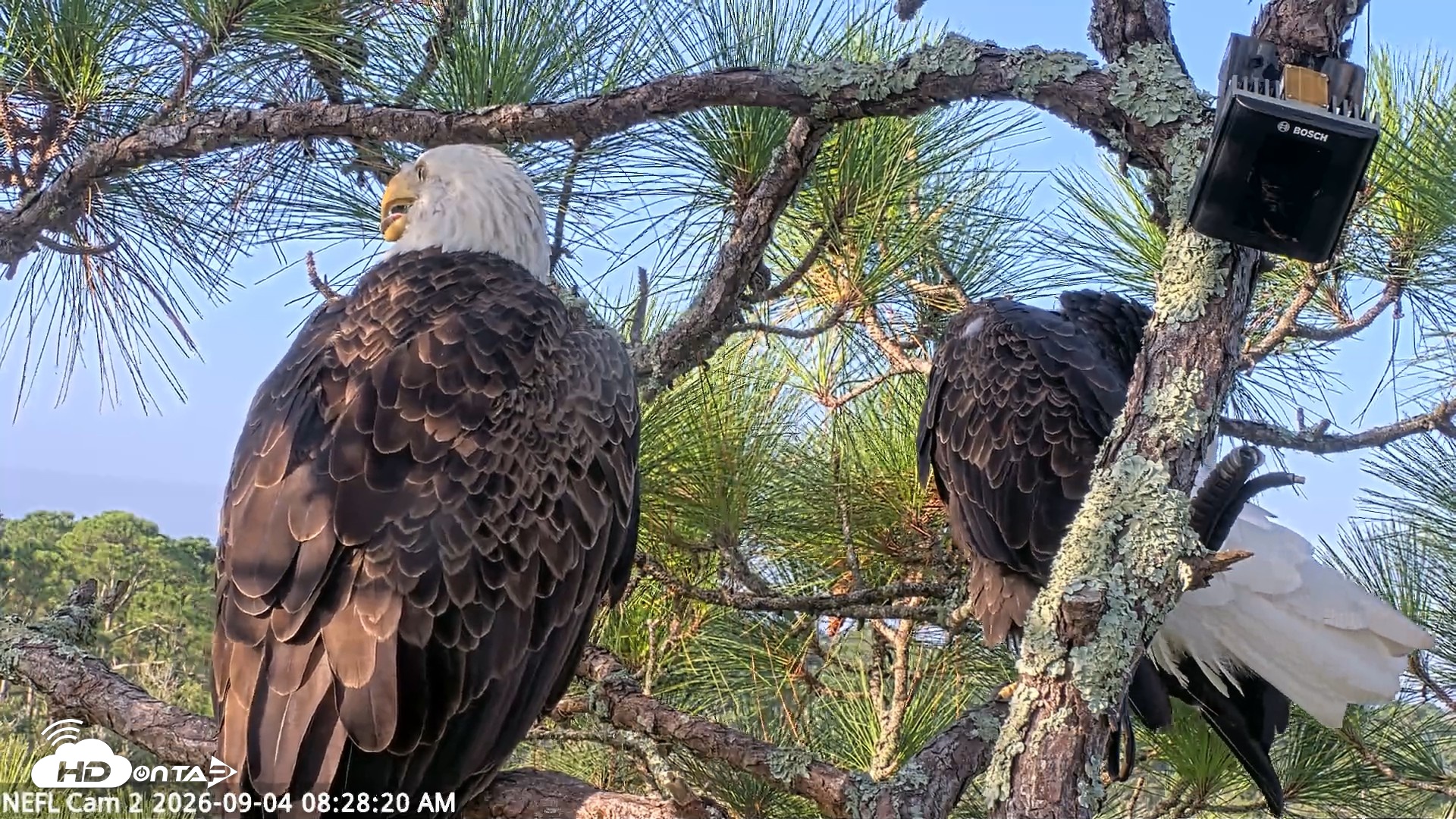 Snapshot of NE Florida Eagles Live Webcam taken Sep 4, 2026, 8:29am EDT