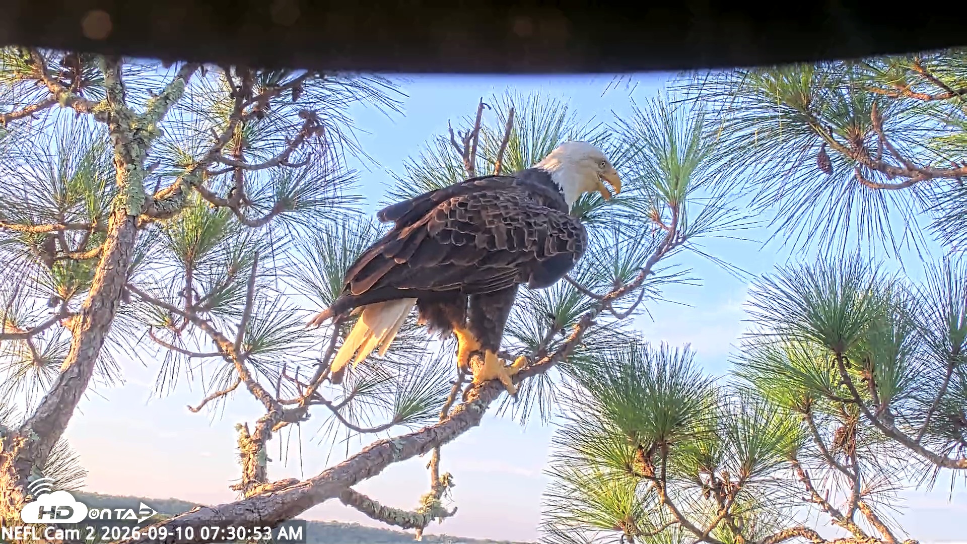 Snapshot of NE Florida Eagles Live Webcam taken Sep 10, 2026, 7:32am EDT