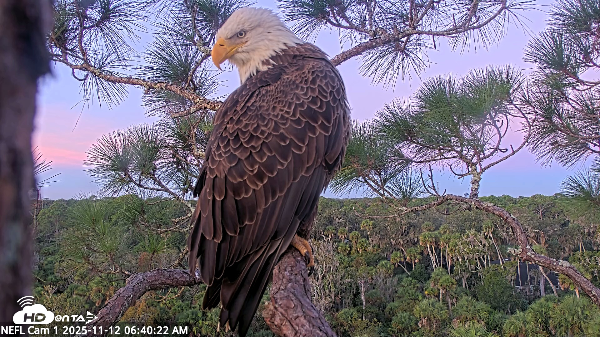 Snapshot of NE Florida Eagles Live Webcam taken Nov 12, 2025, 6:41am EST