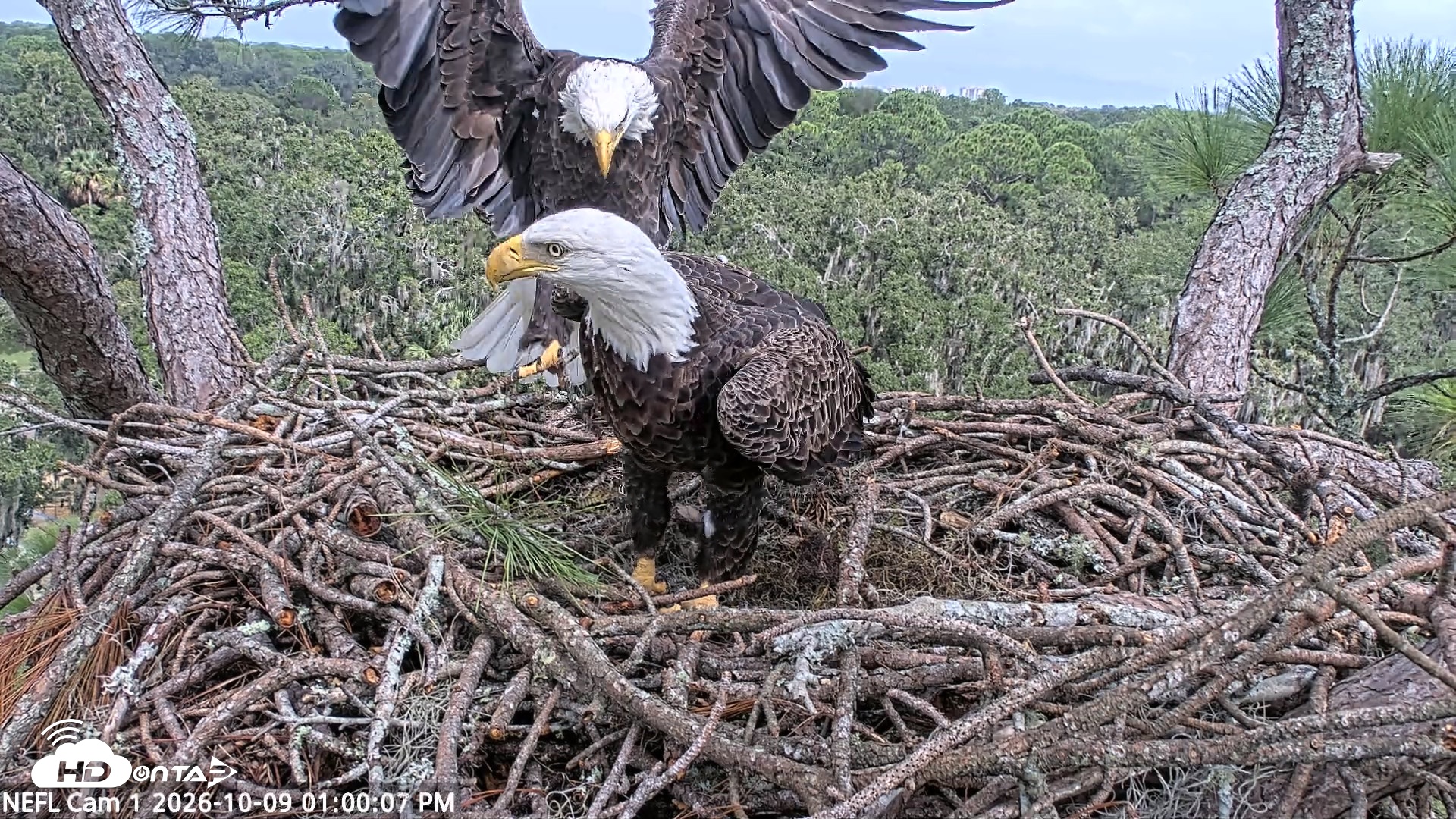 Snapshot of NE Florida Eagles Live Webcam taken Oct 9, 2026, 1:01pm EDT