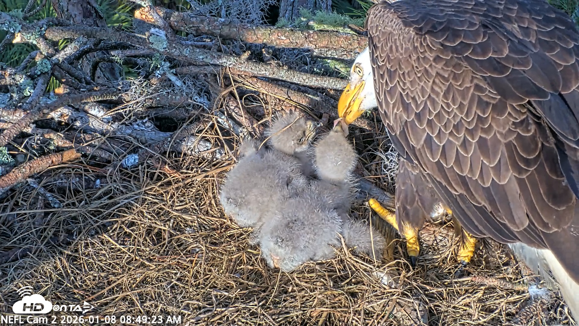 Snapshot of NE Florida Eagles Live Webcam taken Jan 8, 2026, 8:50am EST