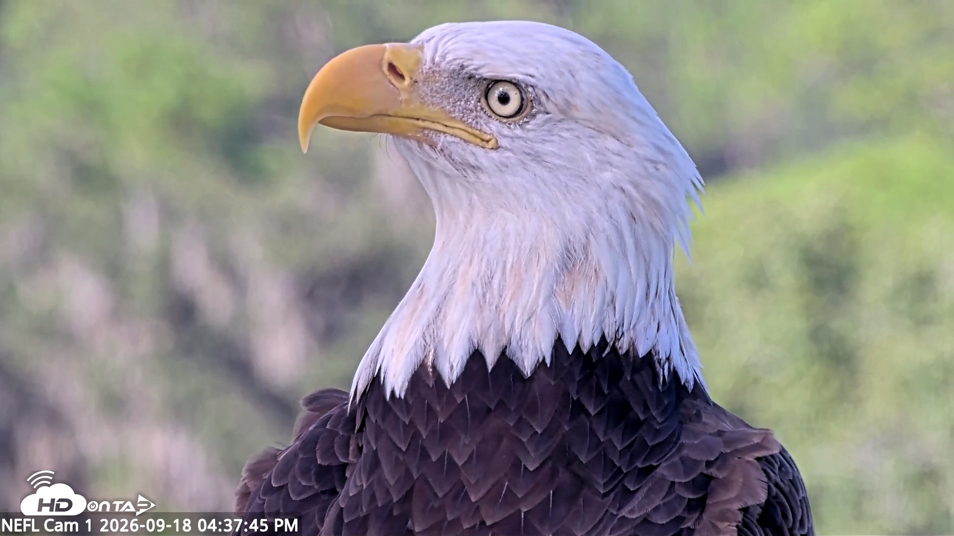 Snapshot of NE Florida Eagles Live Webcam taken Sep 18, 2026, 4:38pm EDT