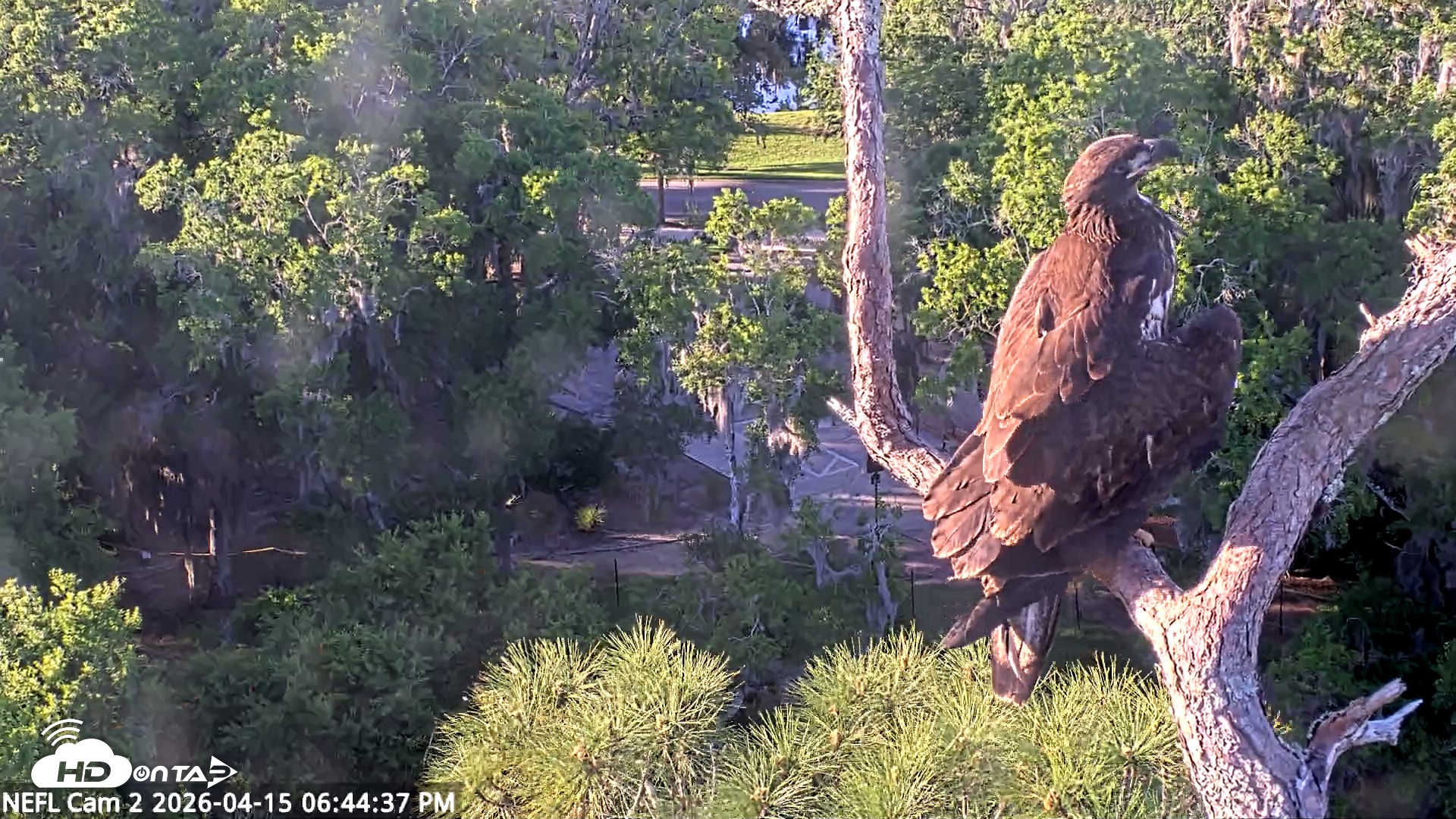 Snapshot of NE Florida Eagles Live Webcam taken Apr 15, 2026, 6:45pm EDT