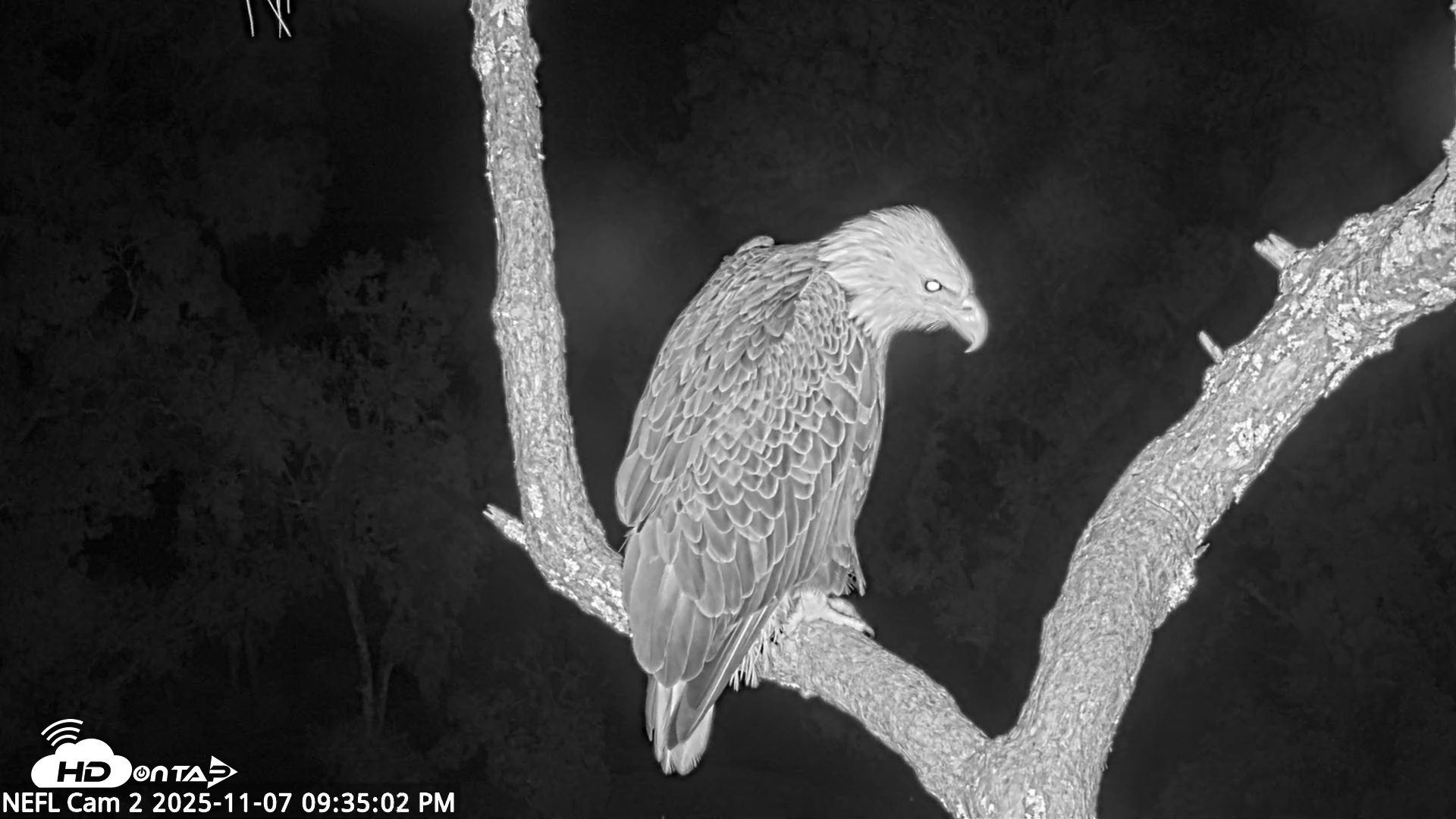 Snapshot of NE Florida Eagles Live Webcam taken Nov 7, 2025, 9:35pm EST