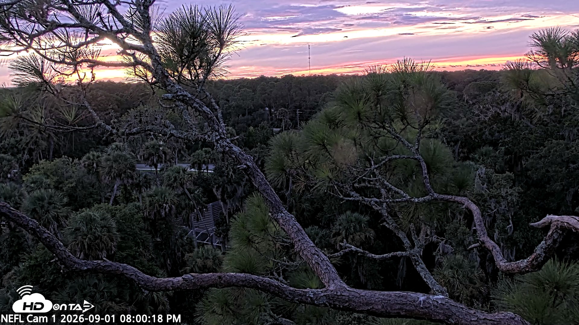 Snapshot of NE Florida Eagles Live Webcam taken Sep 1, 2026, 8:01pm EDT