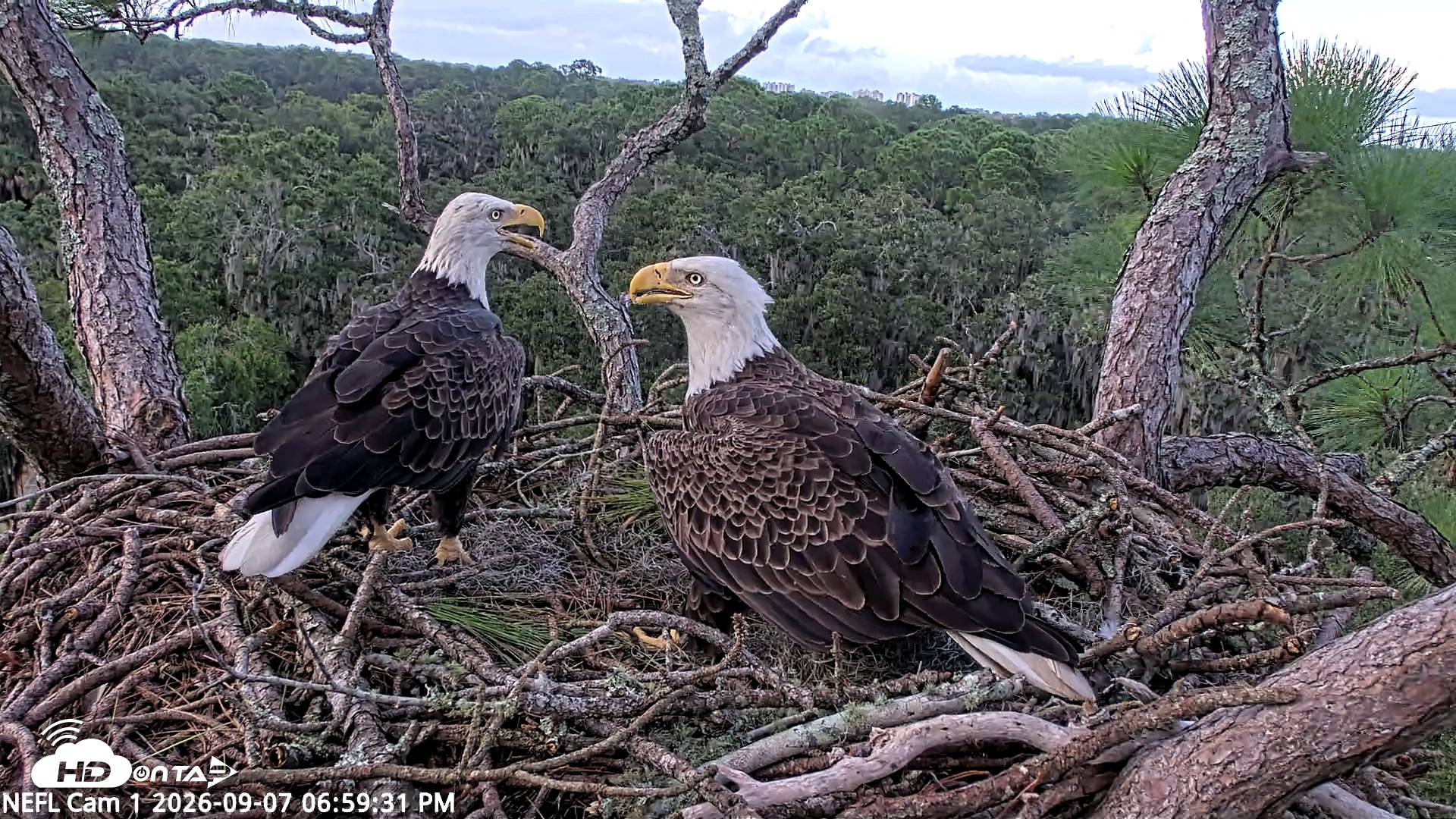 Snapshot of NE Florida Eagles Live Webcam taken Sep 7, 2026, 7:00pm EDT