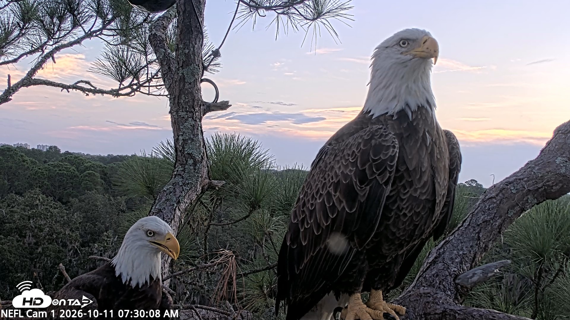 Snapshot of NE Florida Eagles Live Webcam taken Oct 11, 2026, 7:31am EDT