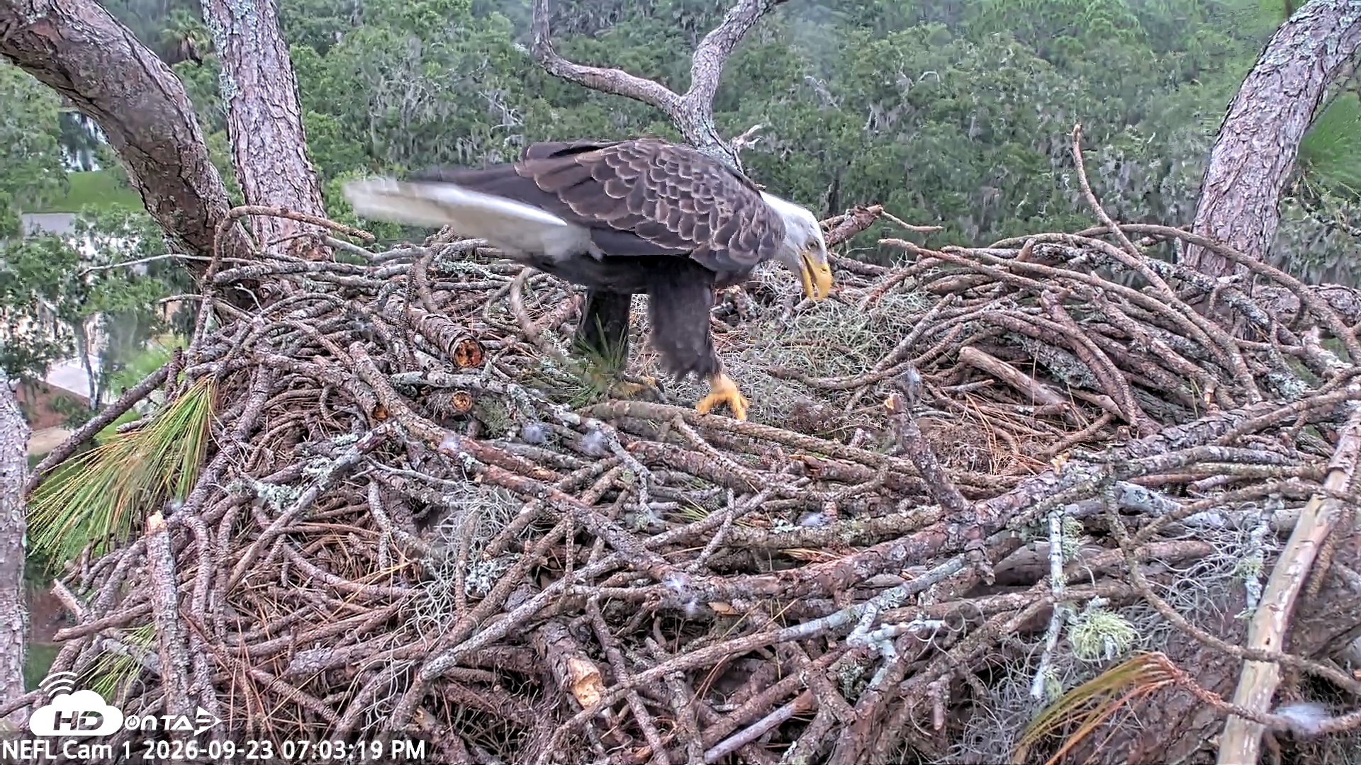 Snapshot of NE Florida Eagles Live Webcam taken Sep 23, 2026, 7:04pm EDT