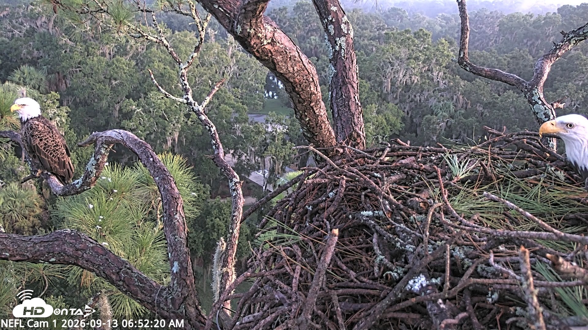 Snapshot of NE Florida Eagles Live Webcam taken Sep 13, 2026, 6:53am EDT