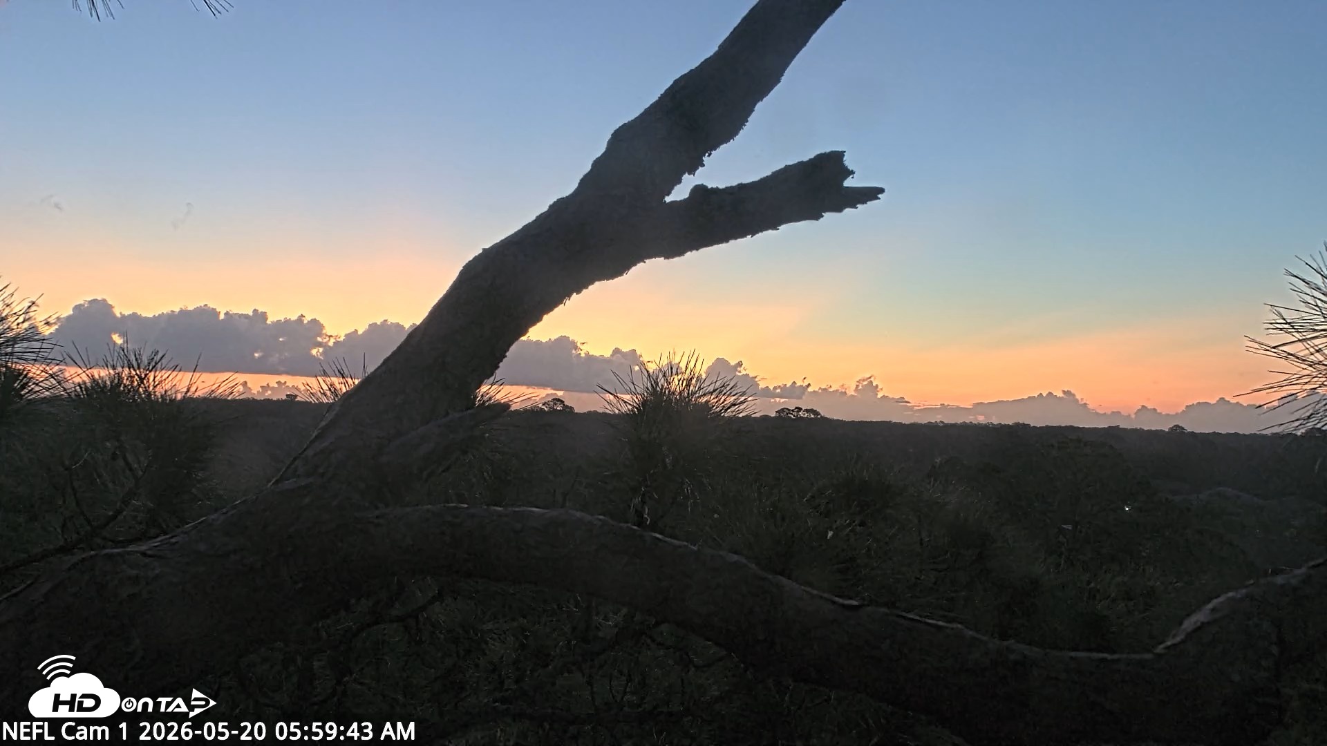 Snapshot of NE Florida Eagles Live Webcam taken May 20, 2026, 6:01am EDT