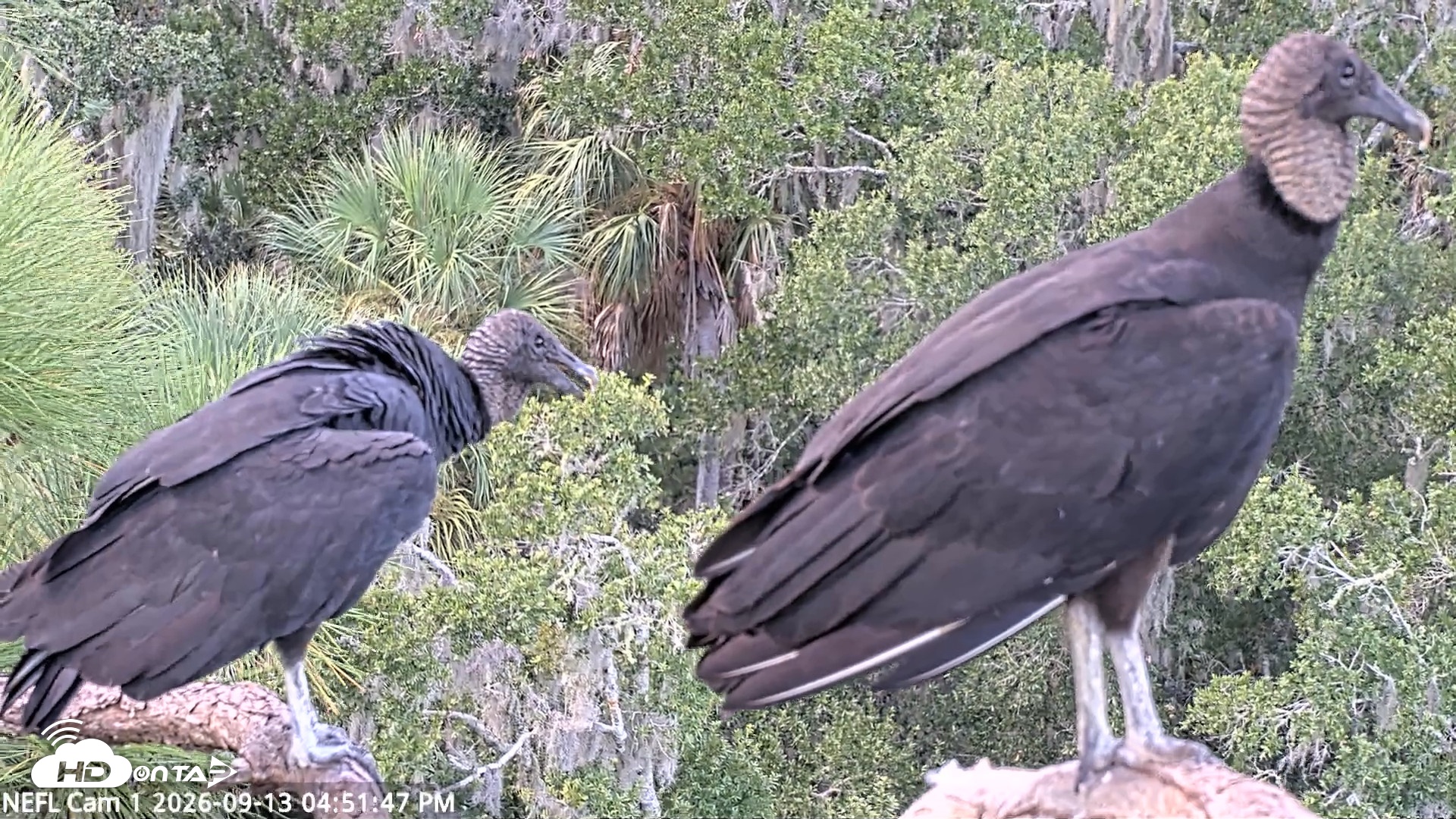 Snapshot of NE Florida Eagles Live Webcam taken Sep 13, 2026, 4:52pm EDT