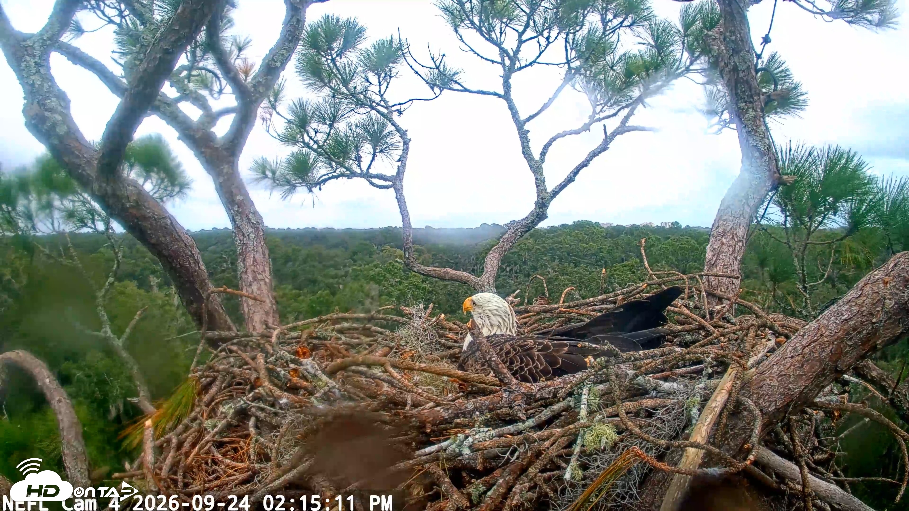 Snapshot of NE Florida Eagles Live Webcam taken Sep 24, 2026, 2:15pm EDT