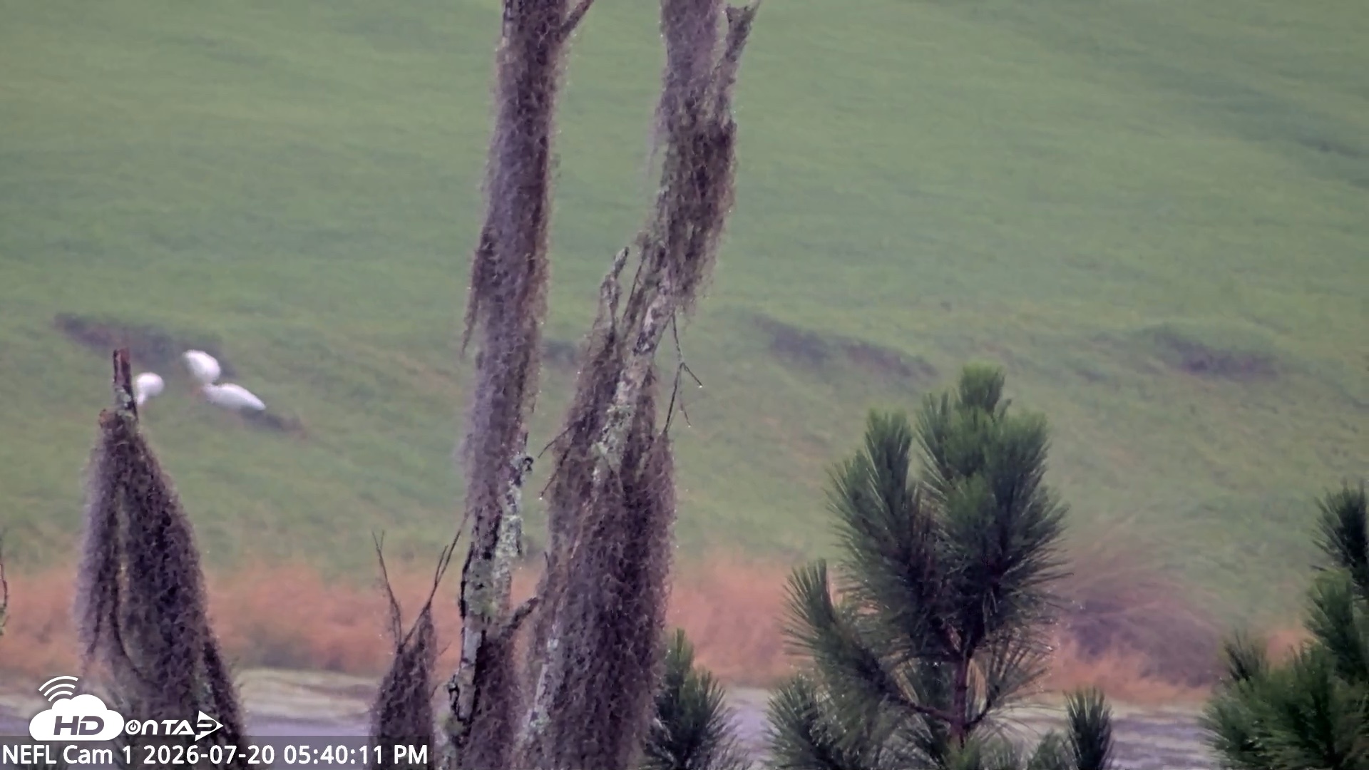 Snapshot of NE Florida Eagles Live Webcam taken Jul 20, 2026, 5:41pm EDT