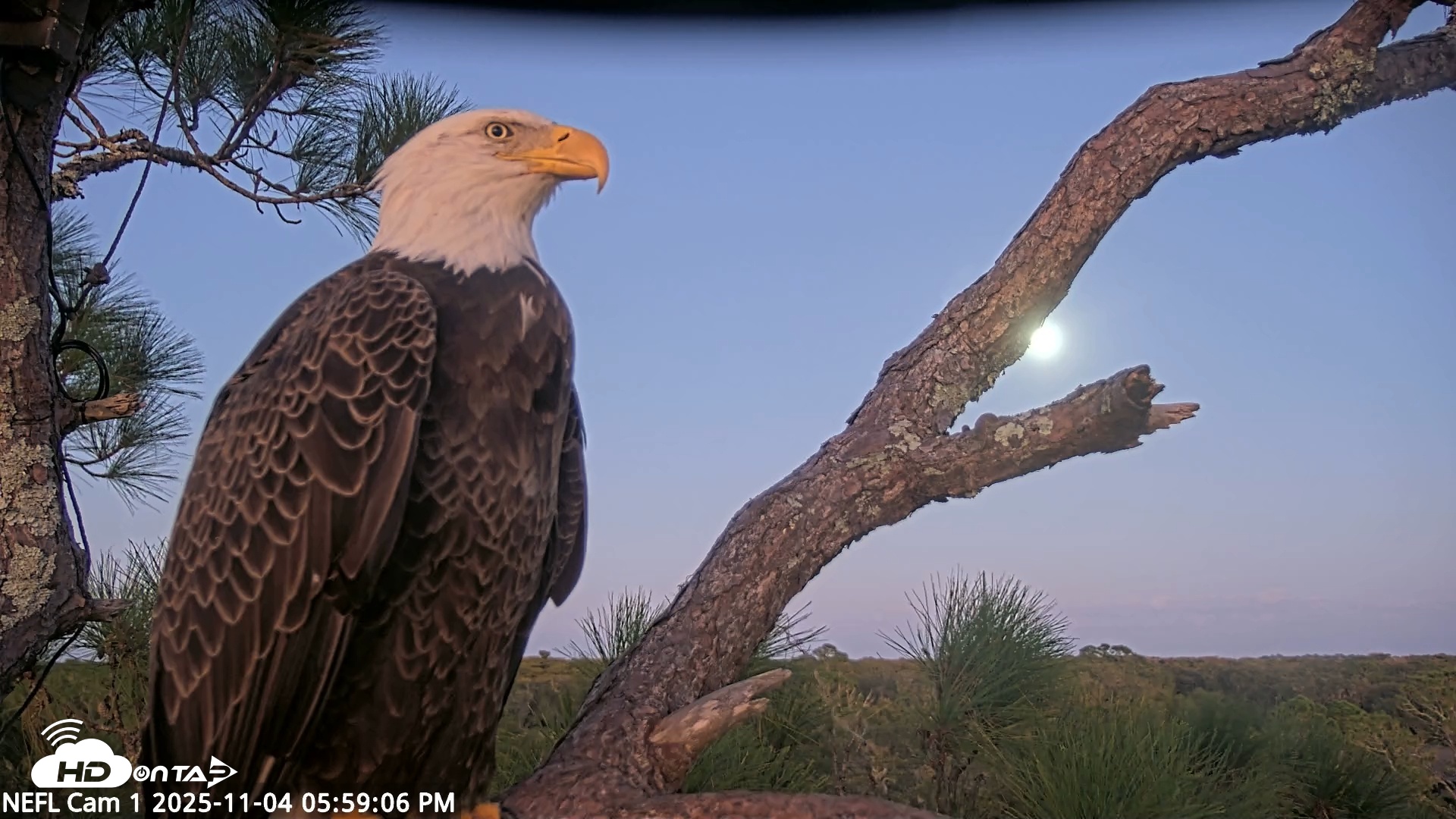 Snapshot of NE Florida Eagles Live Webcam taken Nov 4, 2025, 5:59pm EST