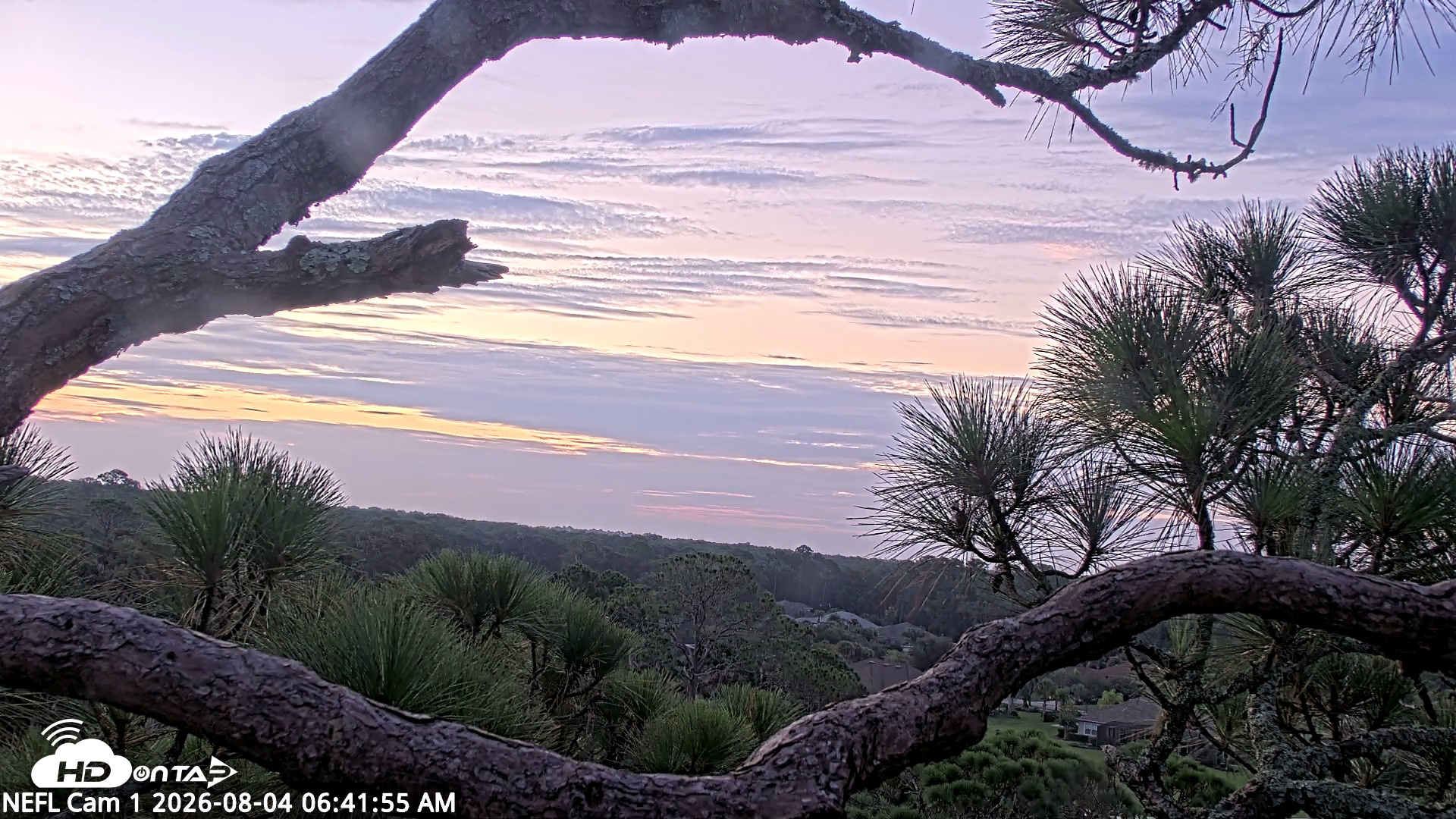 Snapshot of NE Florida Eagles Live Webcam taken Aug 4, 2026, 6:44am EDT
