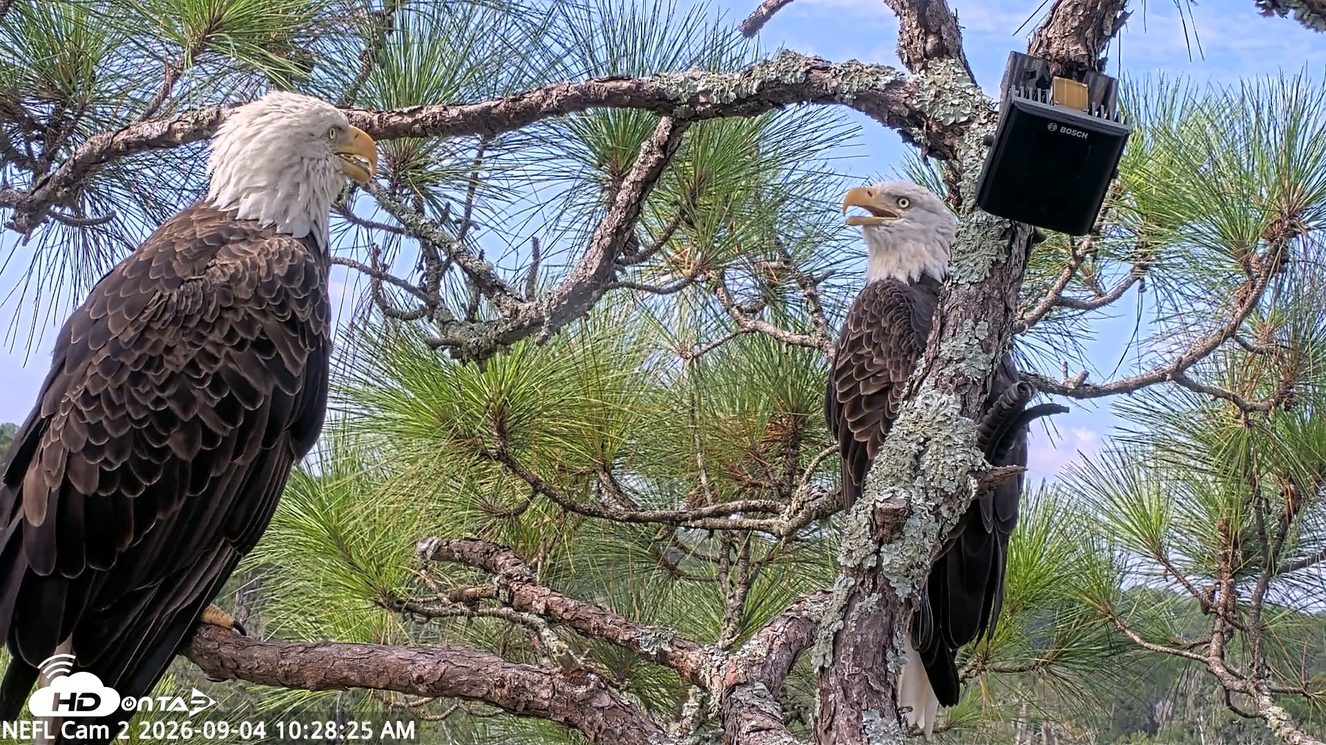 Snapshot of NE Florida Eagles Live Webcam taken Sep 4, 2026, 10:29am EDT