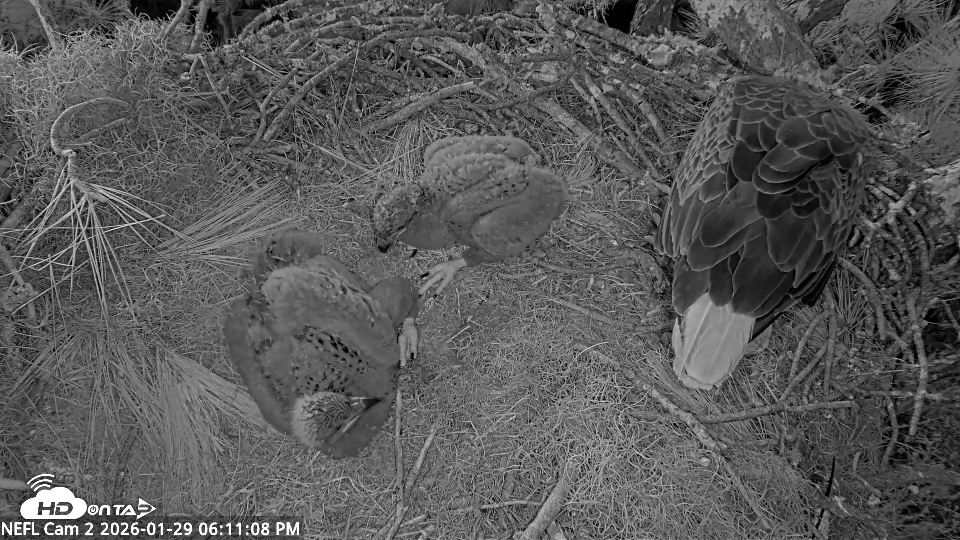 Snapshot of NE Florida Eagles Live Webcam taken Jan 29, 2026, 6:11pm EST