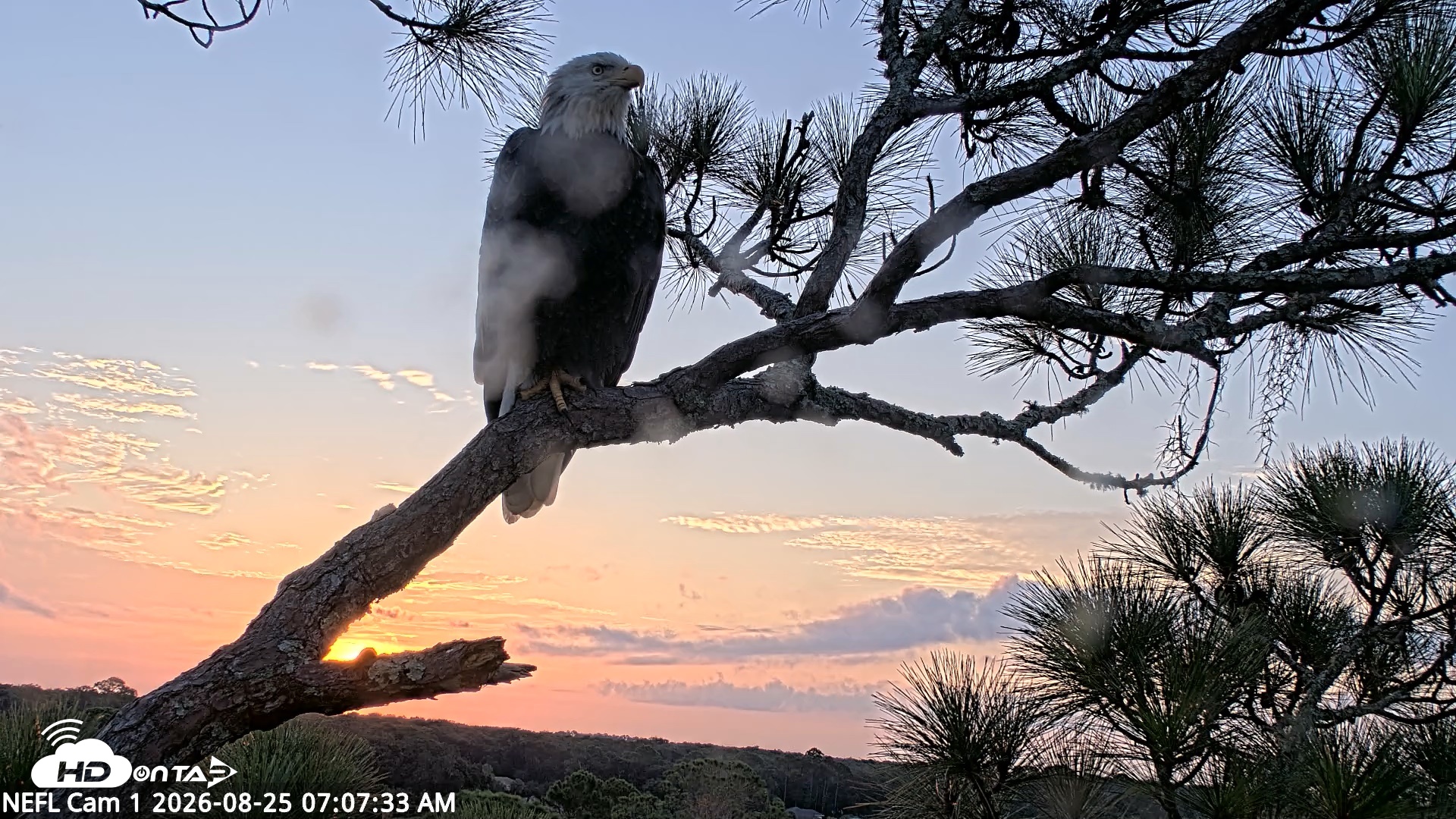 Snapshot of NE Florida Eagles Live Webcam taken Aug 25, 2026, 7:08am EDT