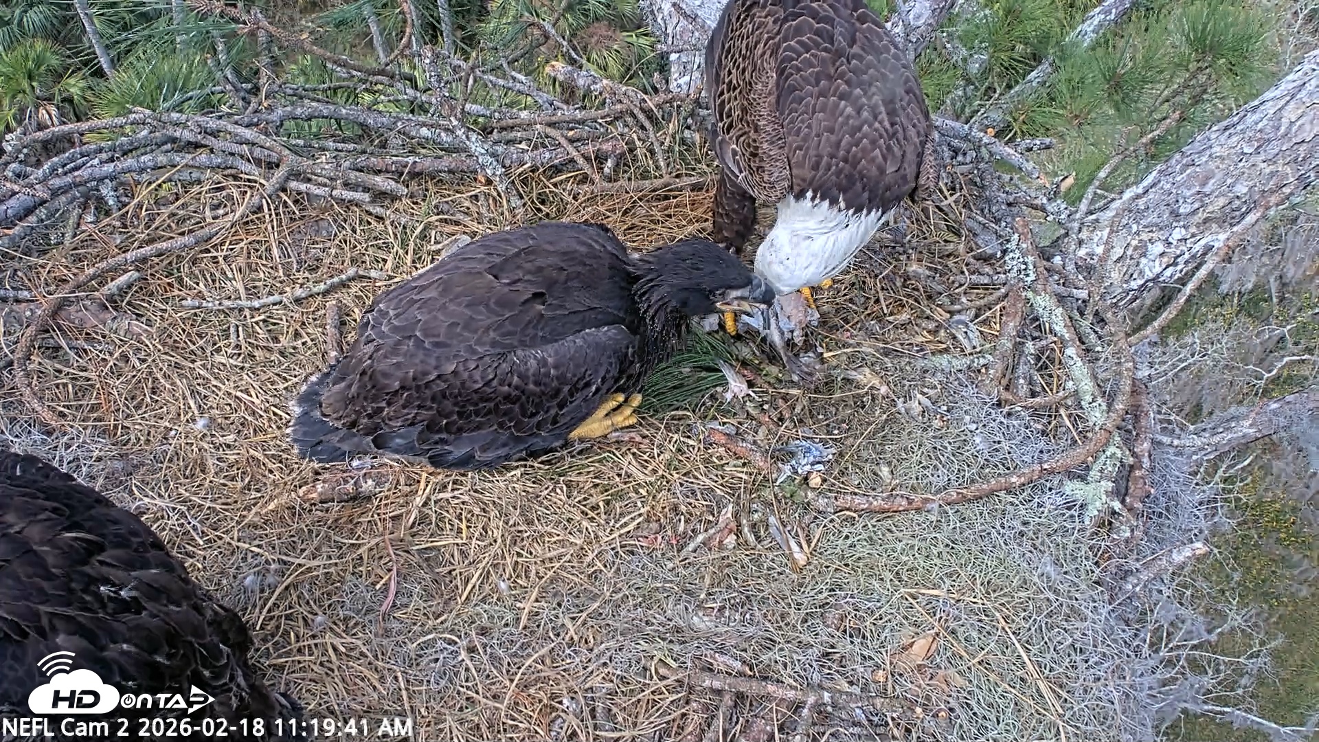 Snapshot of NE Florida Eagles Live Webcam taken Feb 18, 2026, 11:20am EST