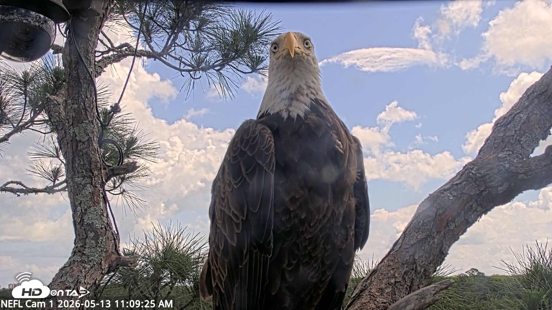 Snapshot of NE Florida Eagles Live Webcam taken May 13, 2026, 11:10am EDT