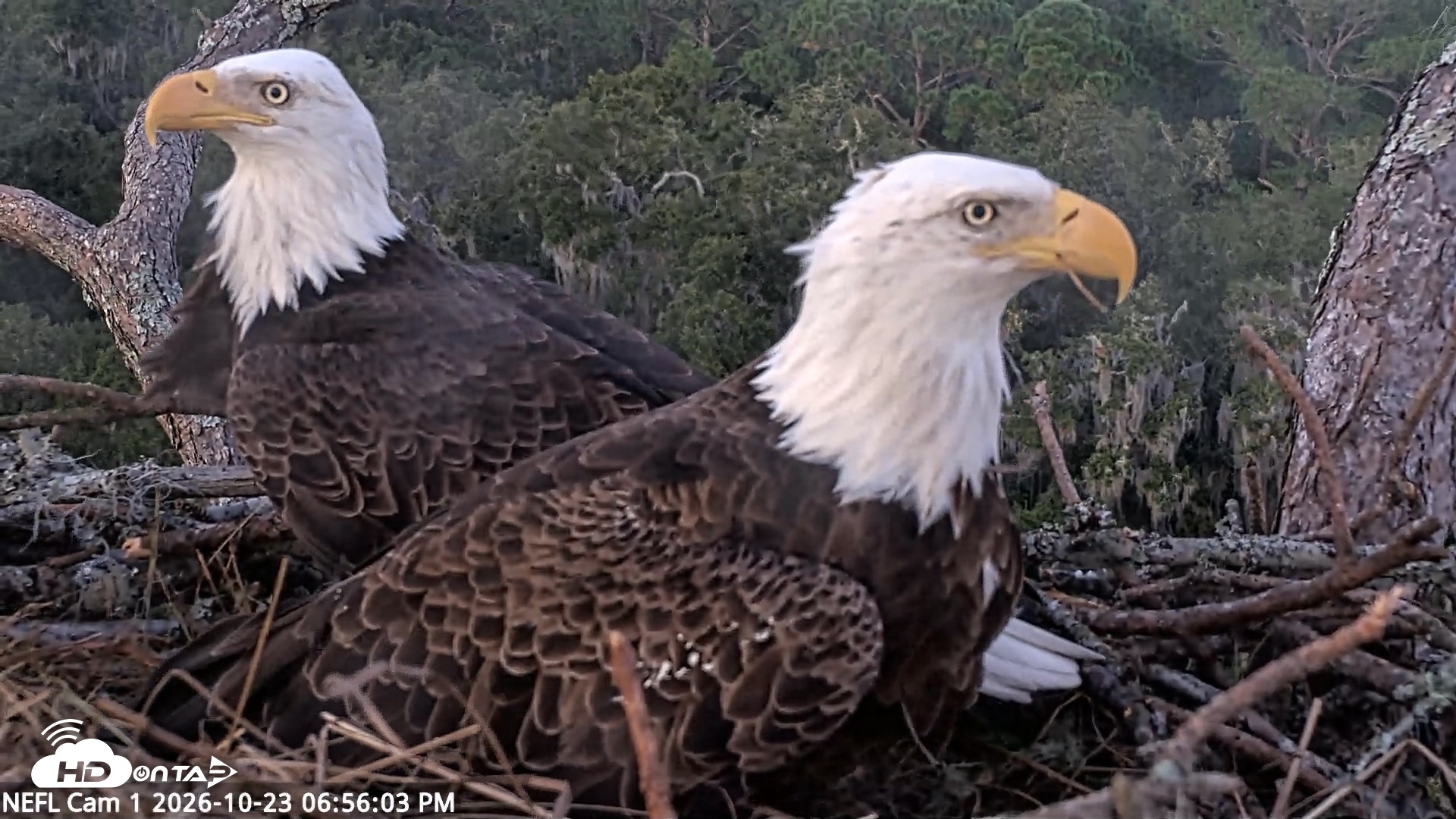 Snapshot of NE Florida Eagles Live Webcam taken Oct 23, 2026, 6:56pm EDT