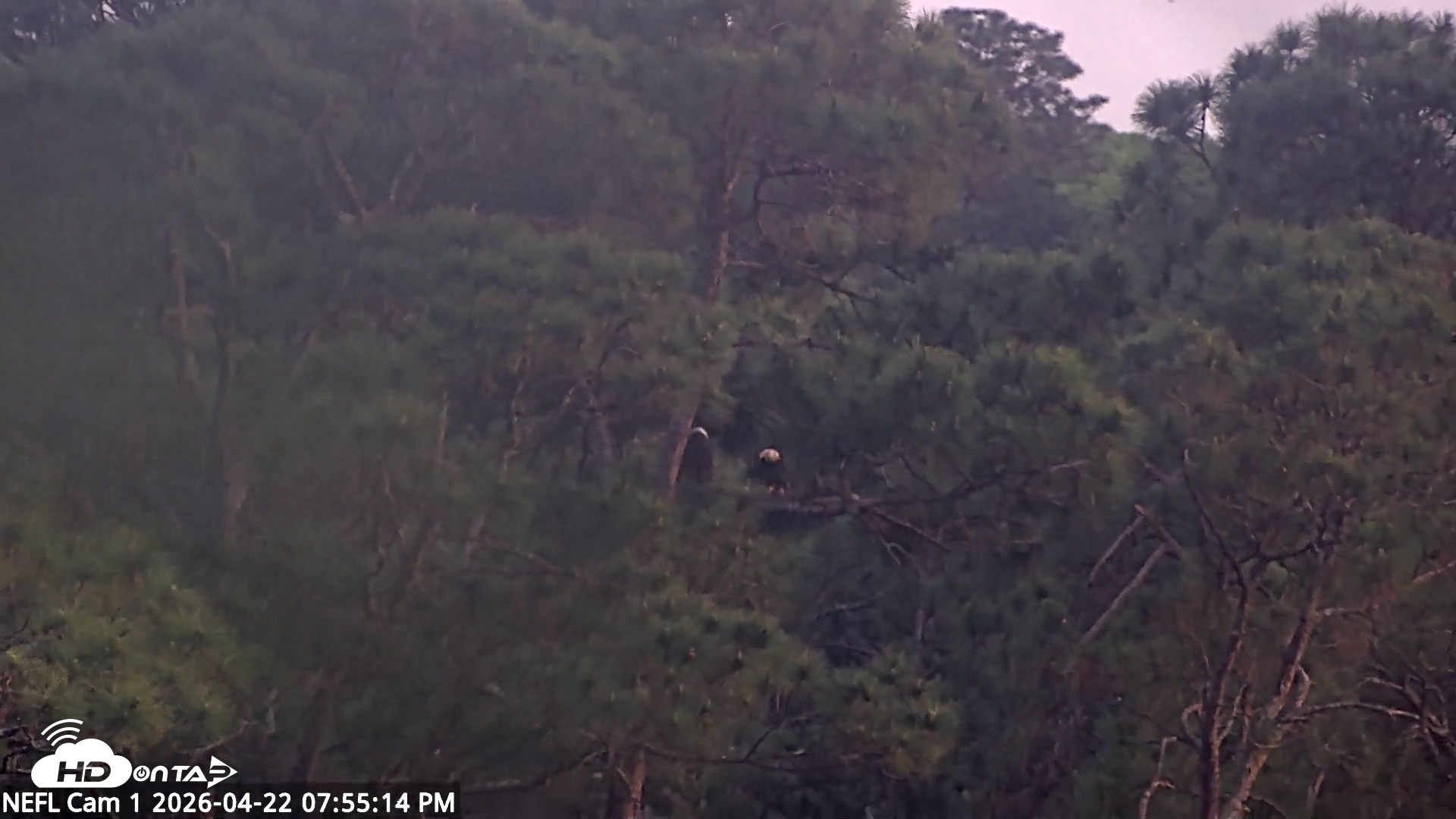 Snapshot of NE Florida Eagles Live Webcam taken Apr 22, 2026, 7:56pm EDT