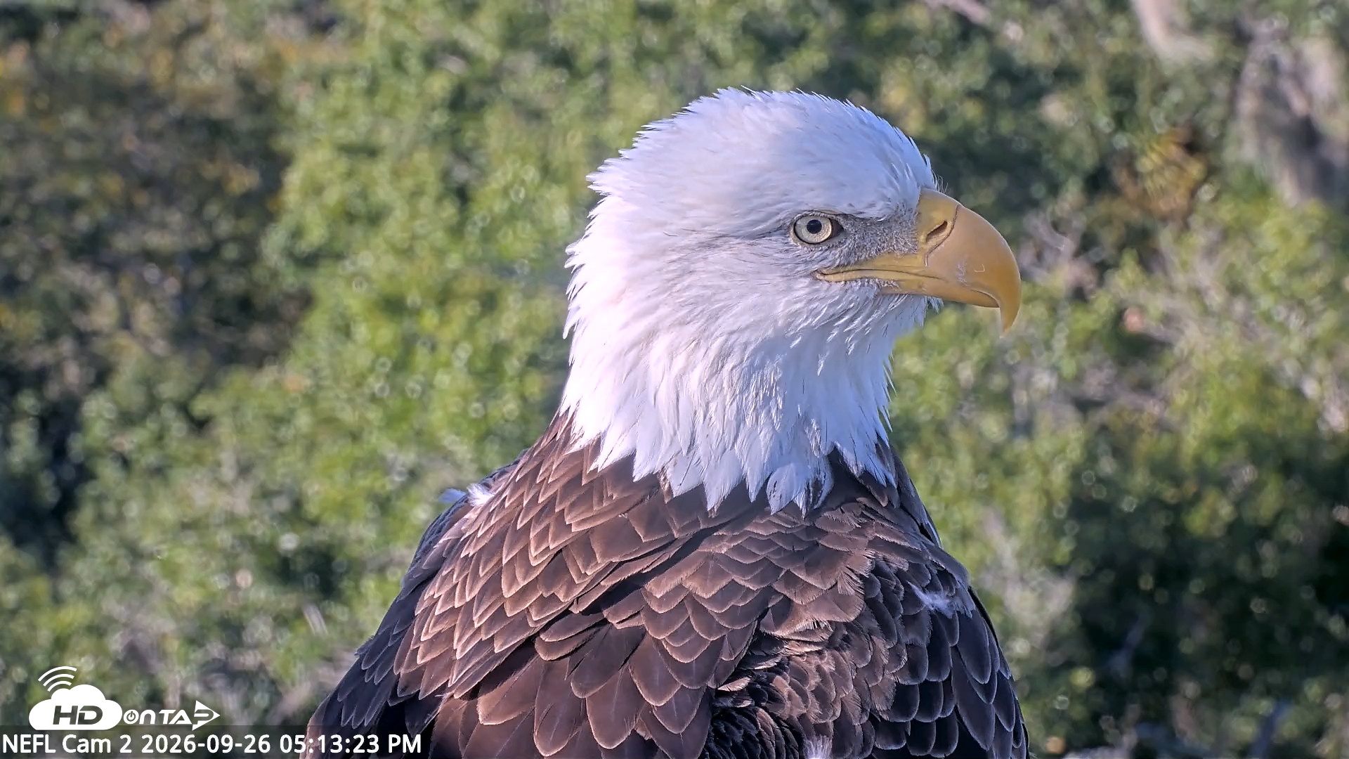 Snapshot of NE Florida Eagles Live Webcam taken Sep 26, 2026, 5:14pm EDT