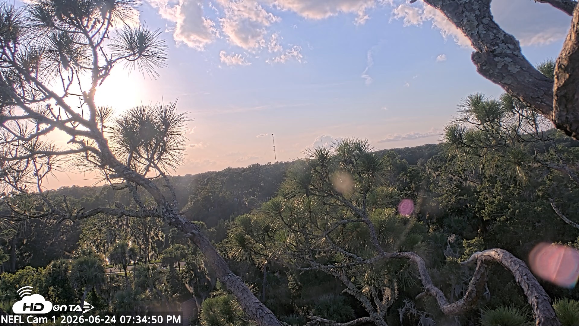 Snapshot of NE Florida Eagles Live Webcam taken Jun 24, 2026, 7:35pm EDT
