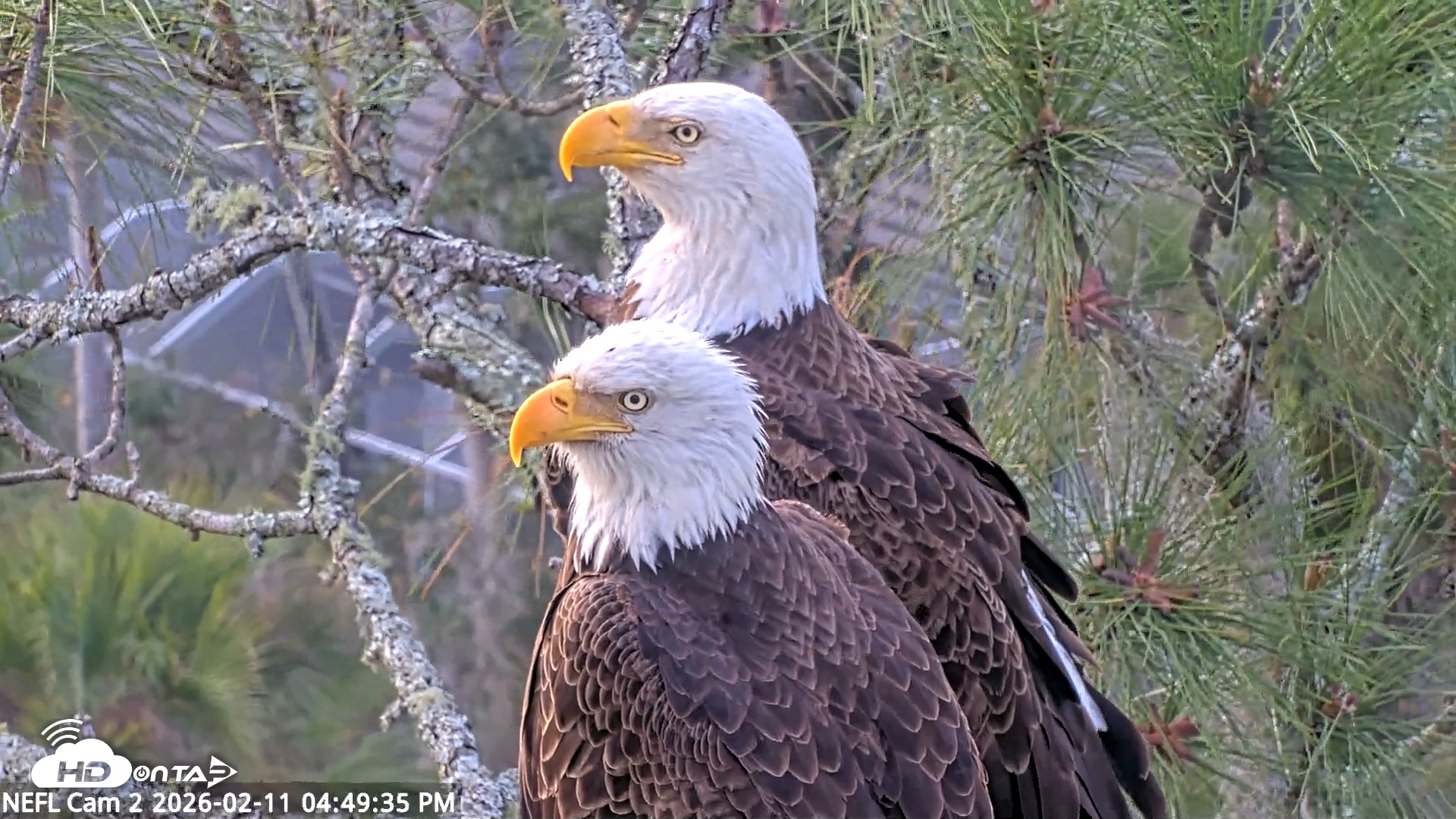 Snapshot of NE Florida Eagles Live Webcam taken Feb 11, 2026, 4:50pm EST