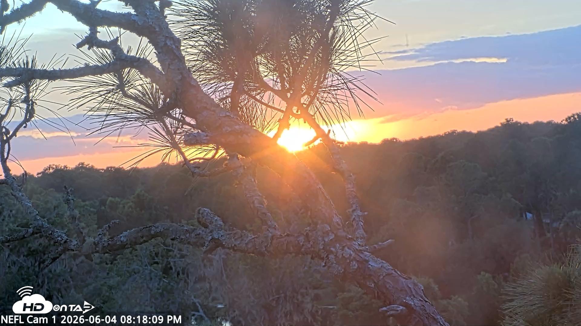 Snapshot of NE Florida Eagles Live Webcam taken Jun 4, 2026, 8:19pm EDT