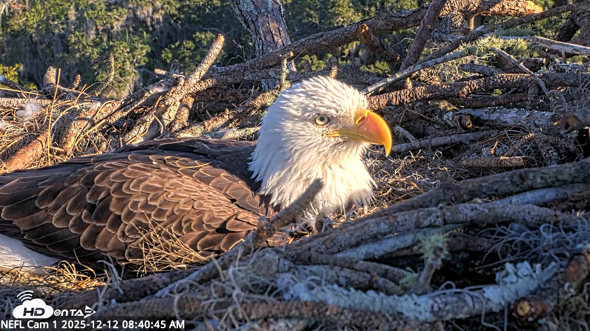 Snapshot of NE Florida Eagles Live Webcam taken Dec 12, 2025, 8:41am EST