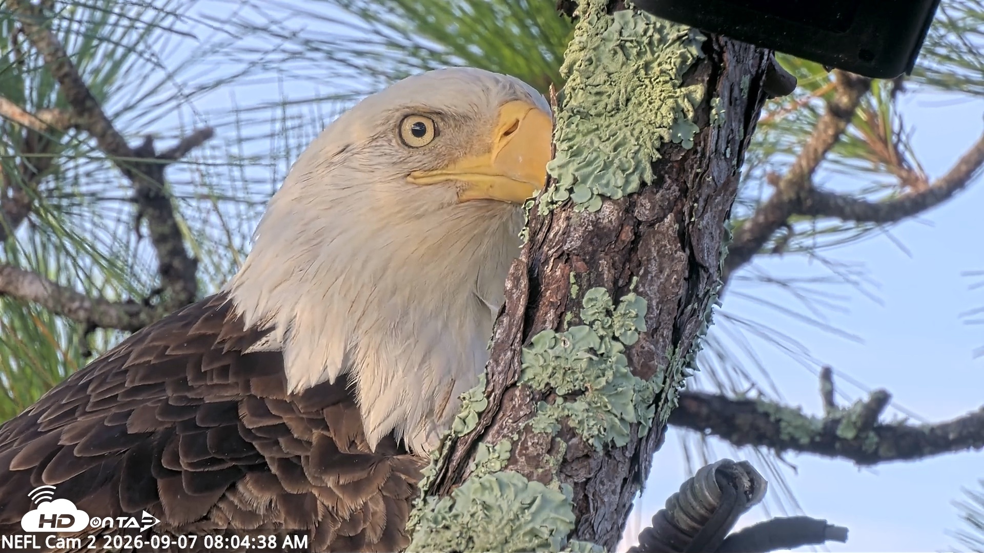 Snapshot of NE Florida Eagles Live Webcam taken Sep 7, 2026, 8:05am EDT