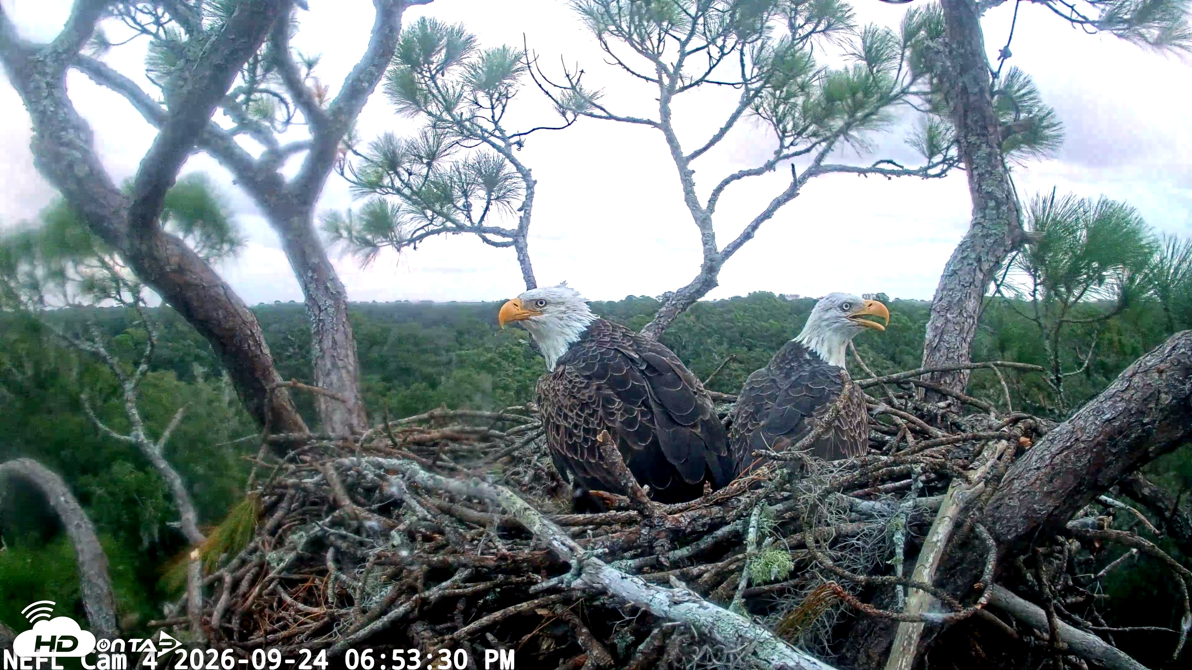 Snapshot of NE Florida Eagles Live Webcam taken Sep 24, 2026, 6:54pm EDT