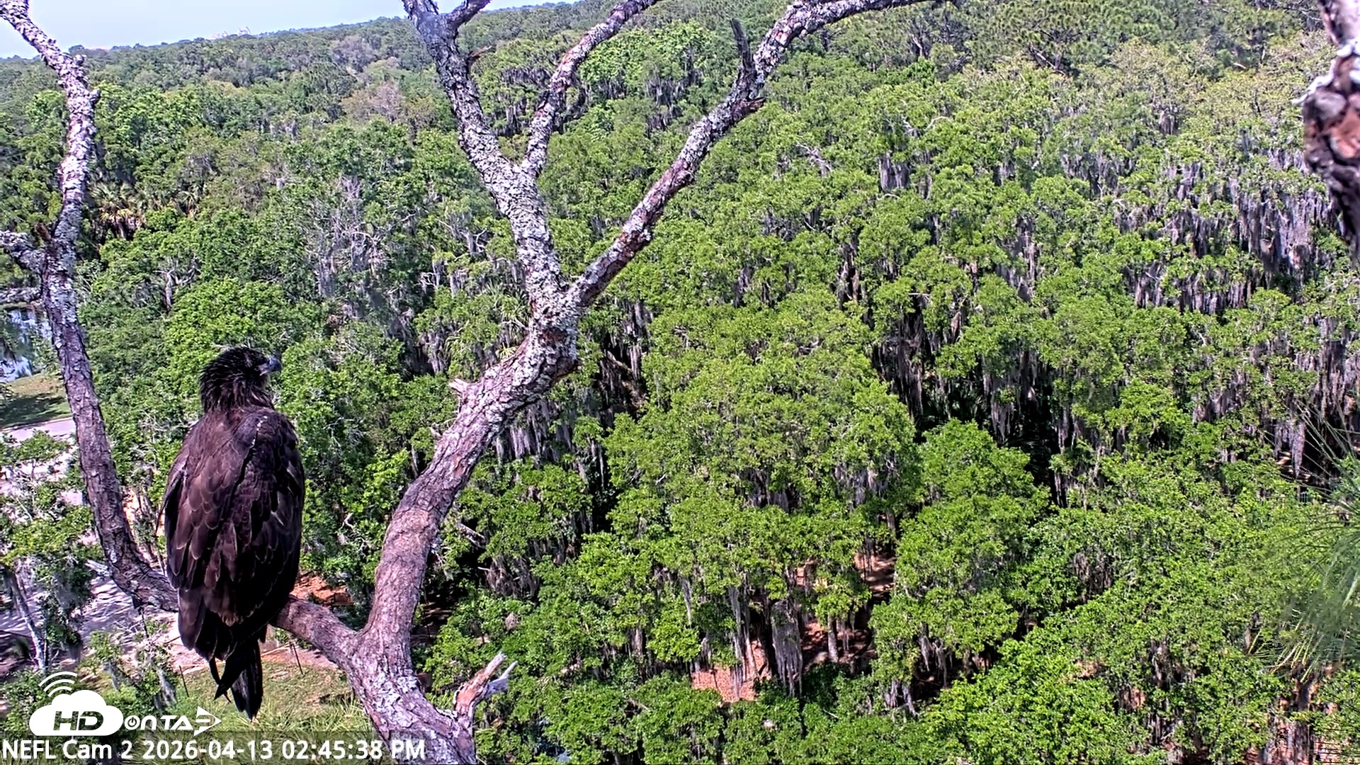 Snapshot of NE Florida Eagles Live Webcam taken Apr 13, 2026, 2:46pm EDT