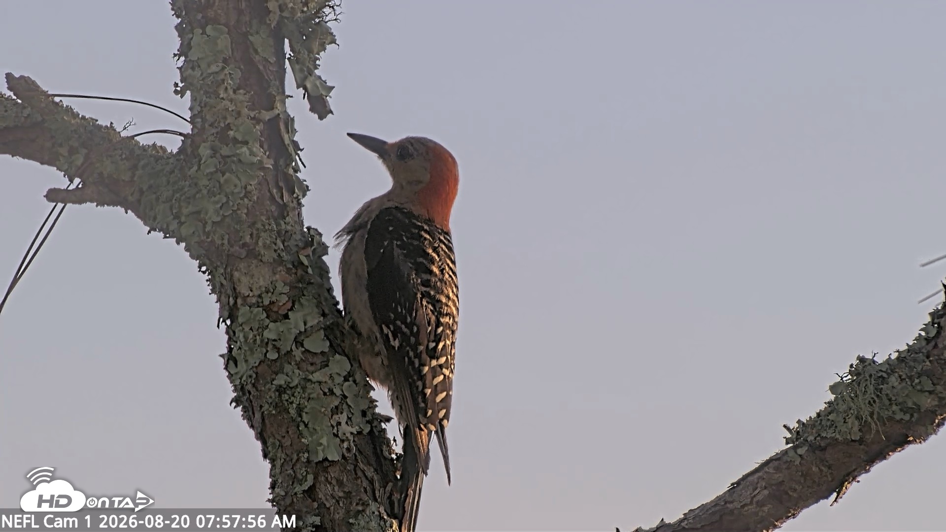Snapshot of NE Florida Eagles Live Webcam taken Aug 20, 2026, 7:58am EDT