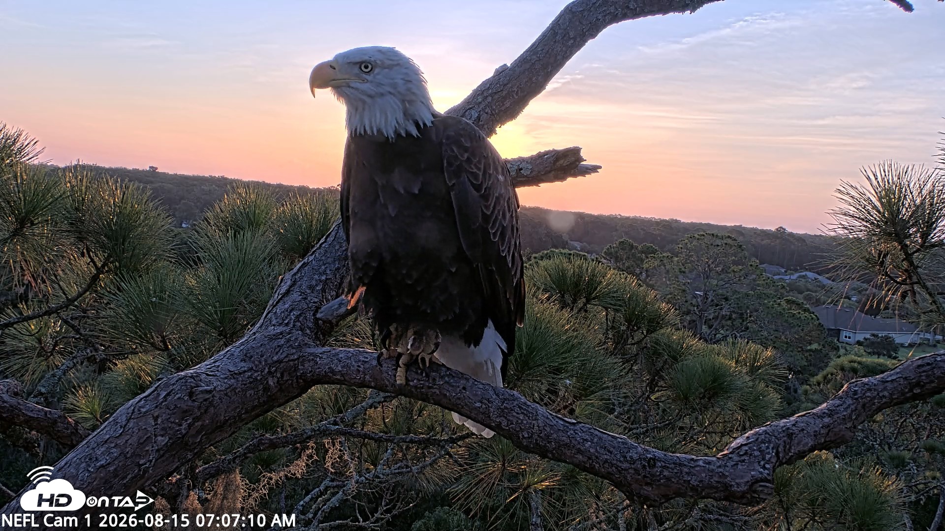 Snapshot of NE Florida Eagles Live Webcam taken Aug 15, 2026, 7:07am EDT